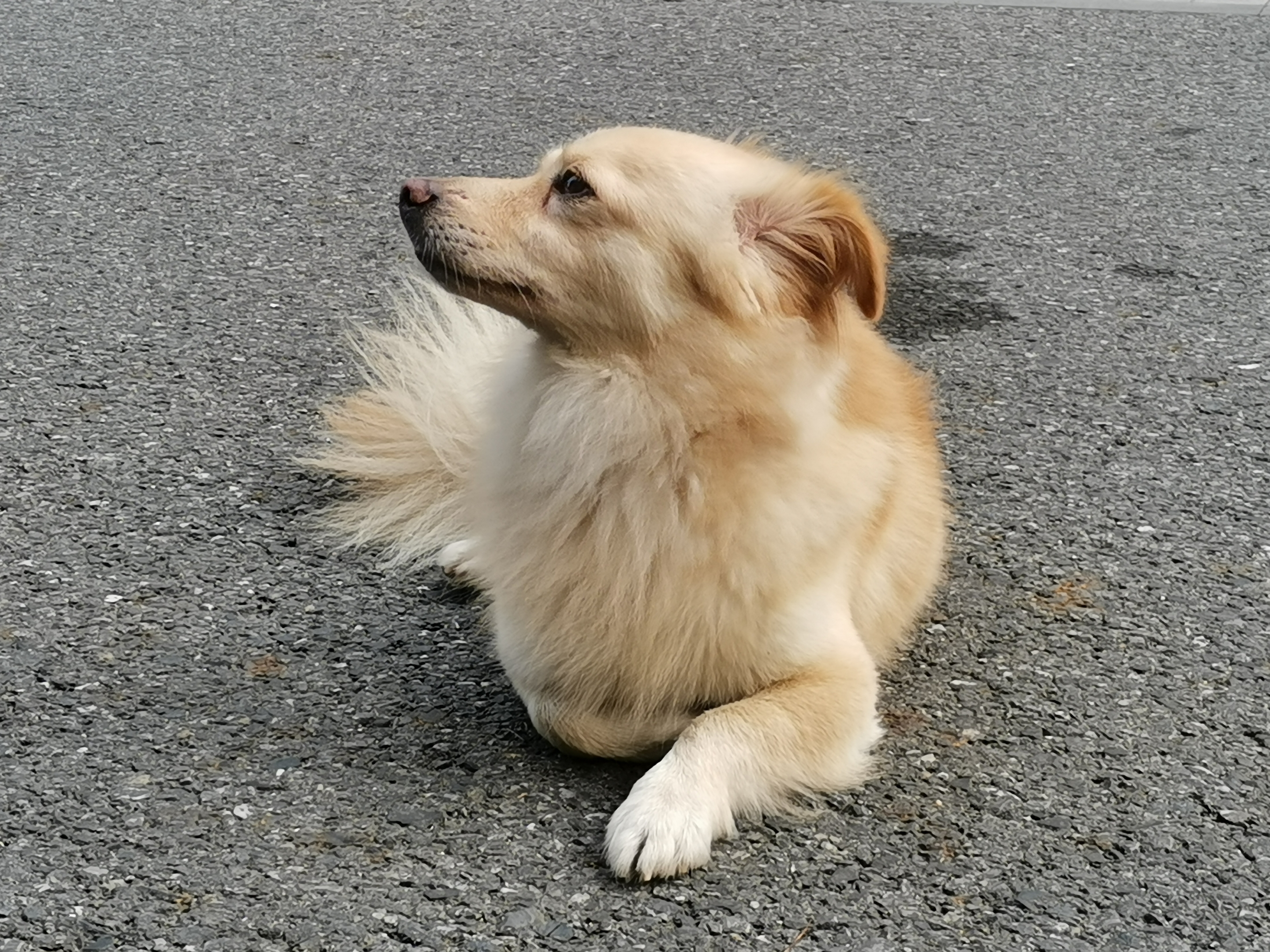 调皮可爱的狗原创首发