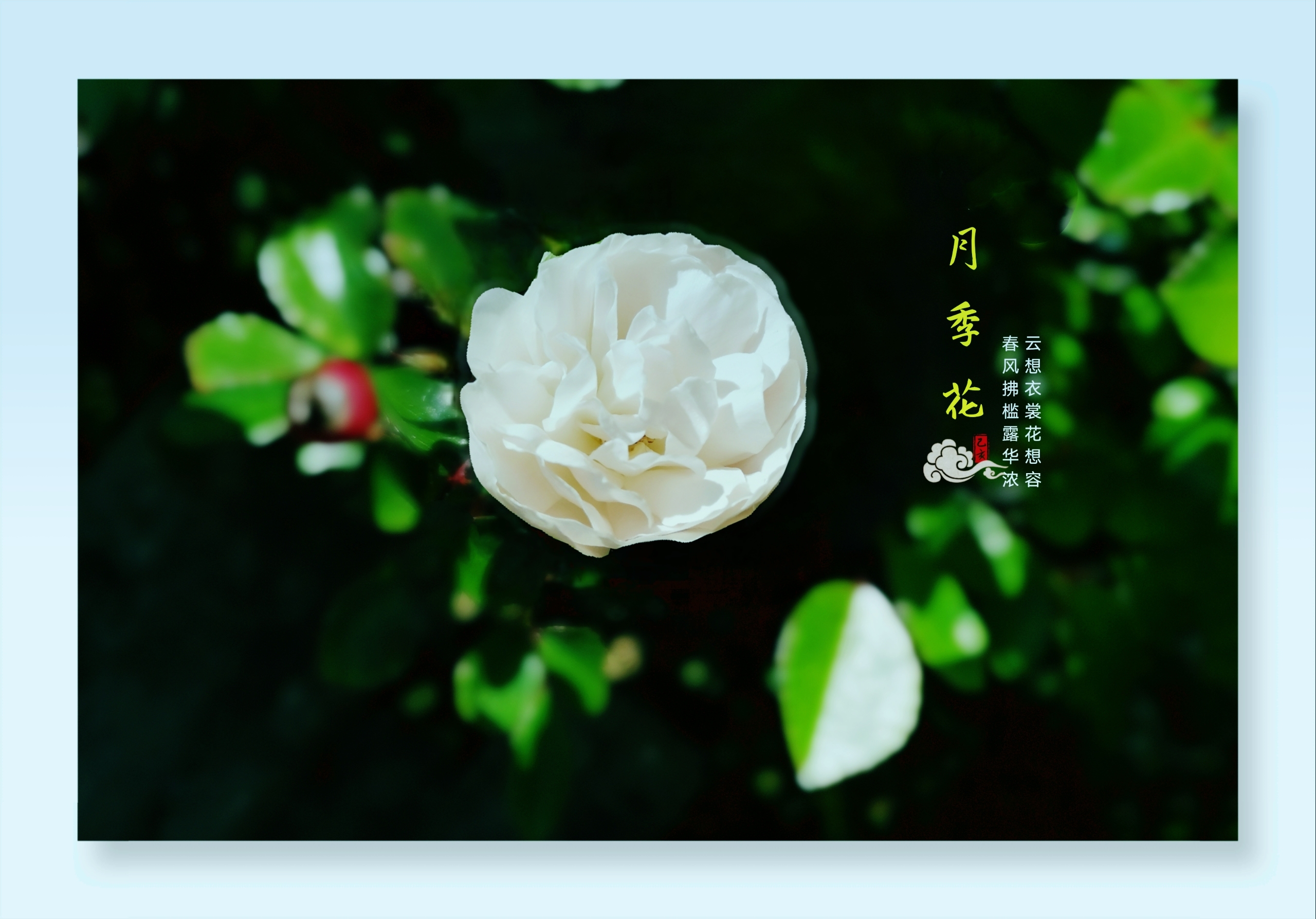 首发花开无语余香阵阵花中皇后月季花