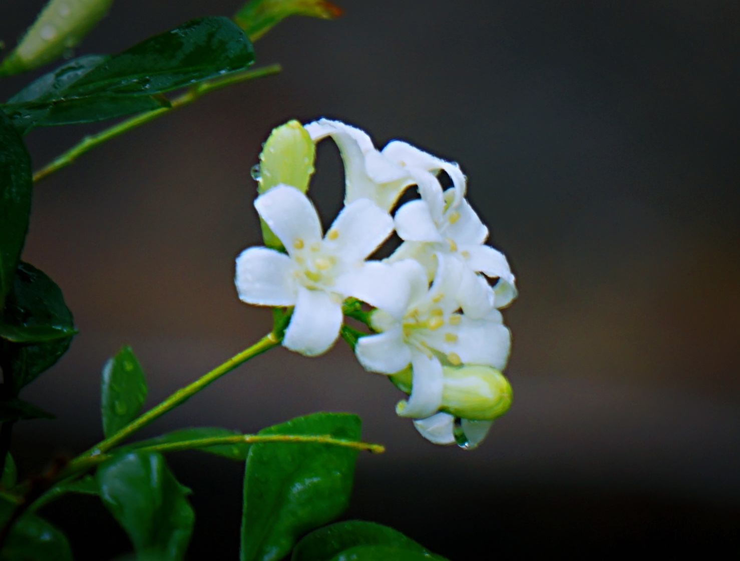 纯洁之美九里香(首发)