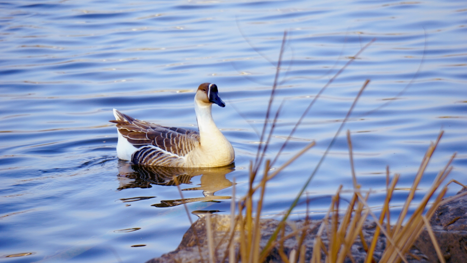 冬湖上的鸭子(首发)