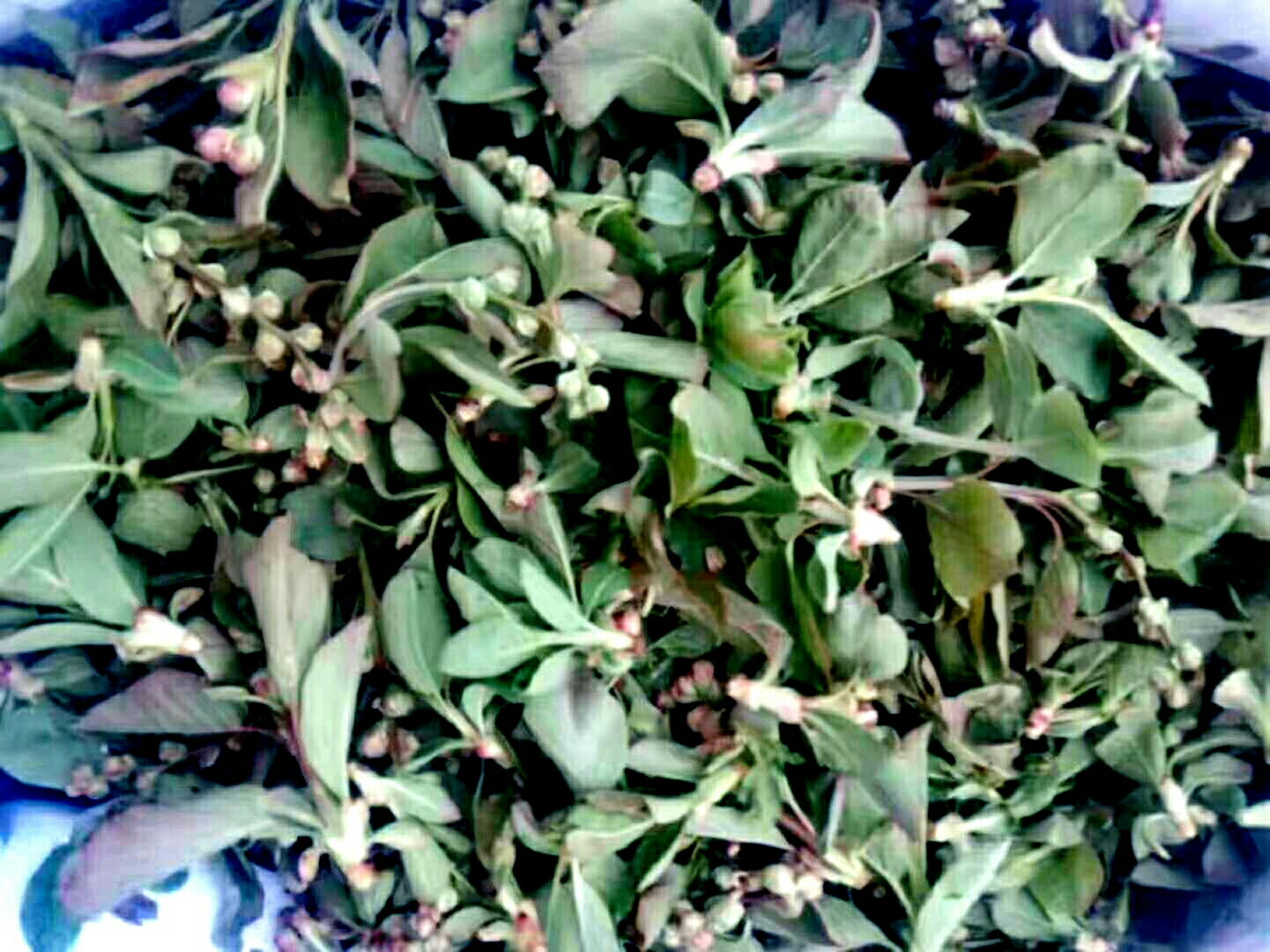 新鲜上品龙柏芽!