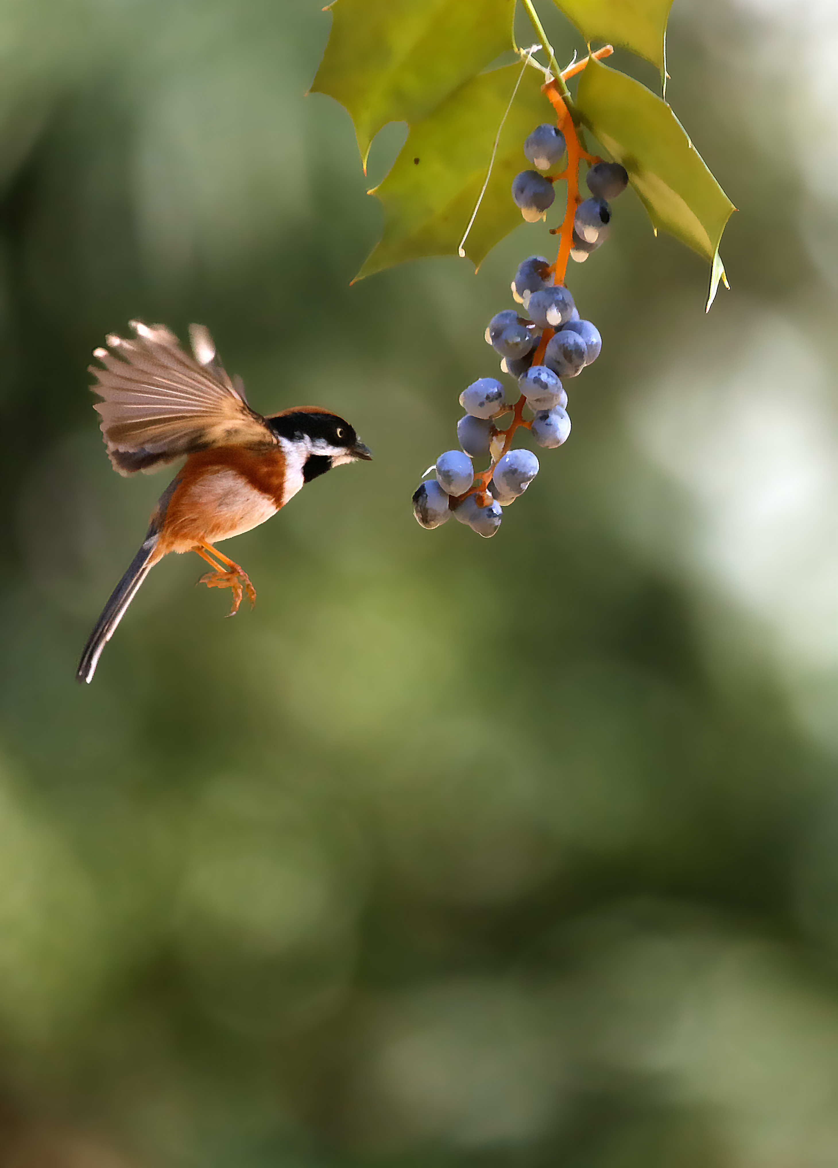 主要栖息于山地森林和灌木林间,也见于果园,茶园等人类居住地附近的小