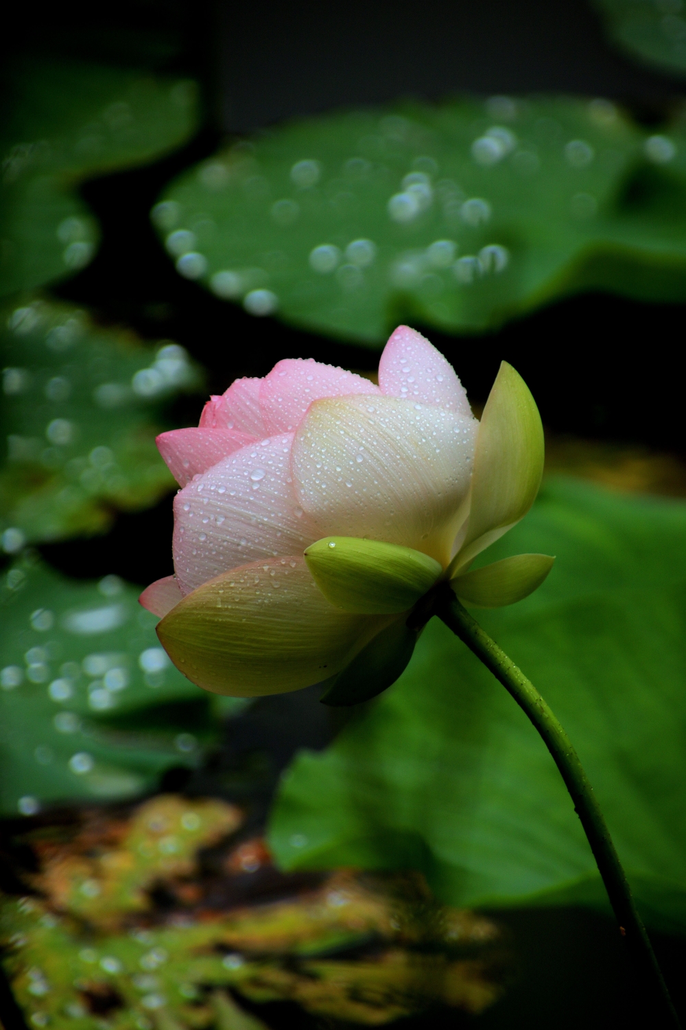 《雨中赏荷》雨打荷叶珠不定荷花篇