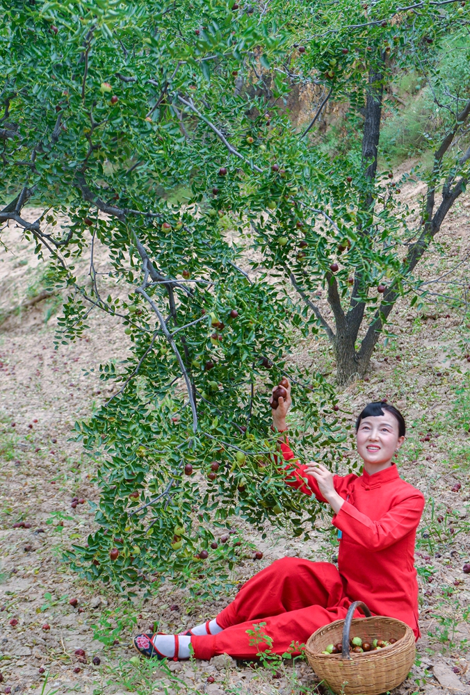 家乡的红枣树灵宝孟村