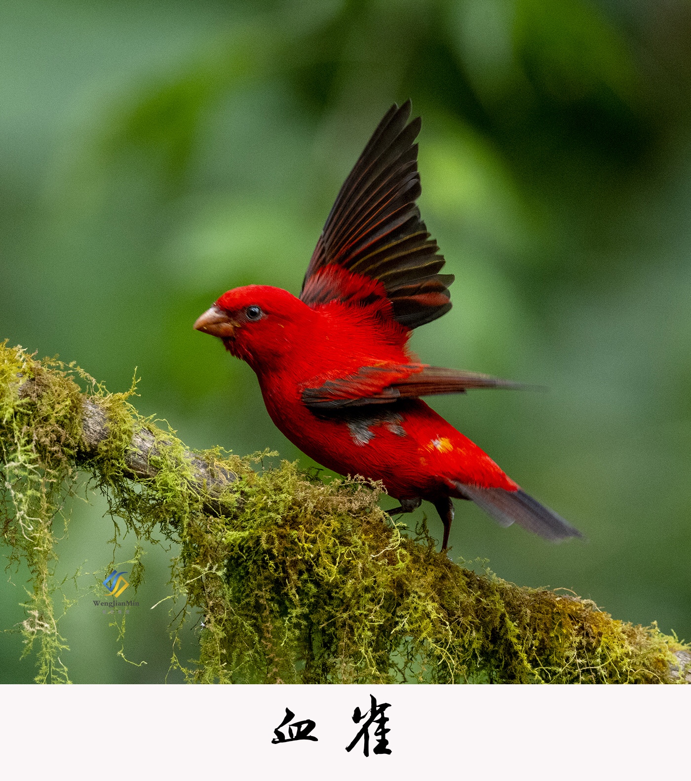 云南省保山地区百花岭明星鸟种血雀