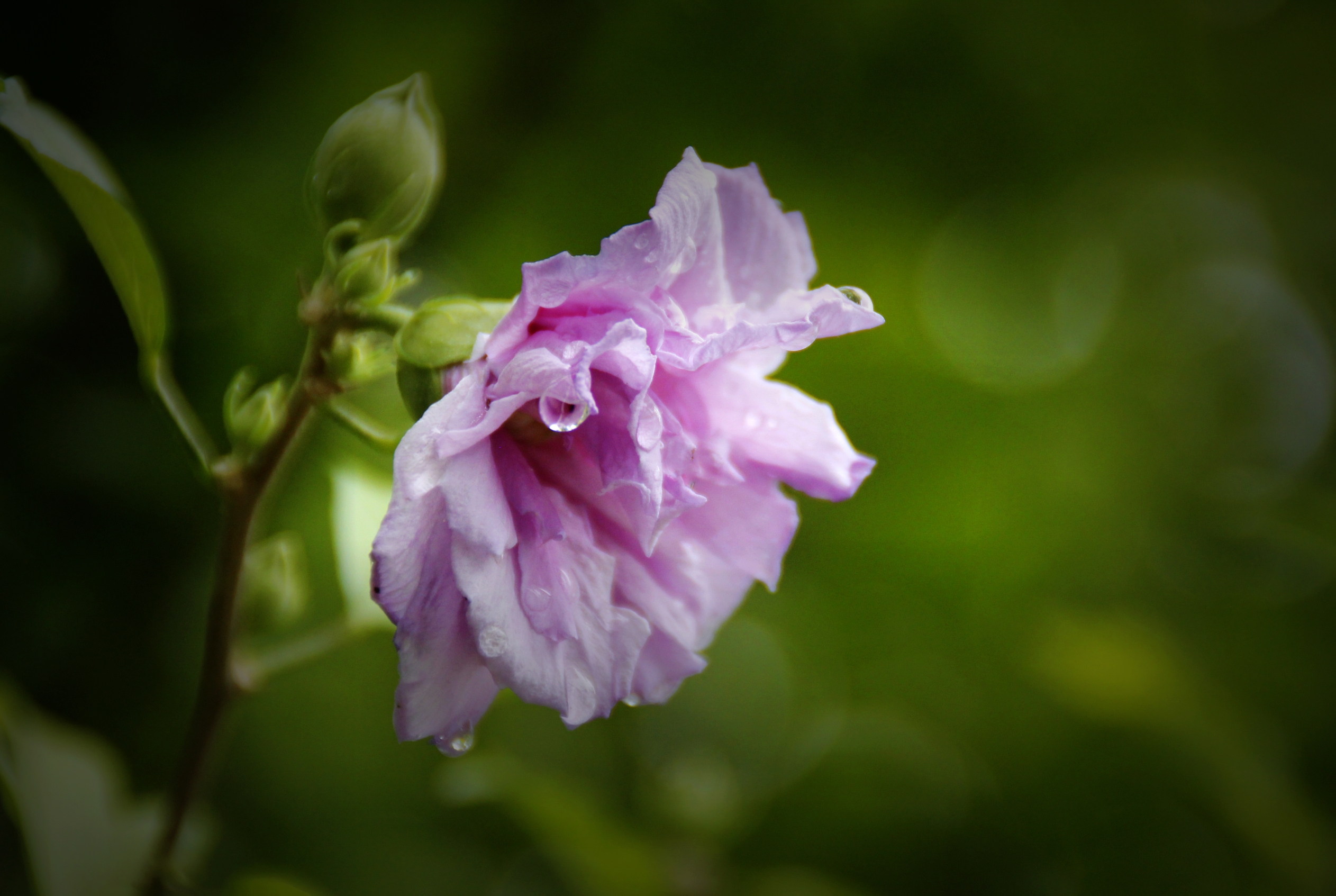 首发重瓣紫木槿