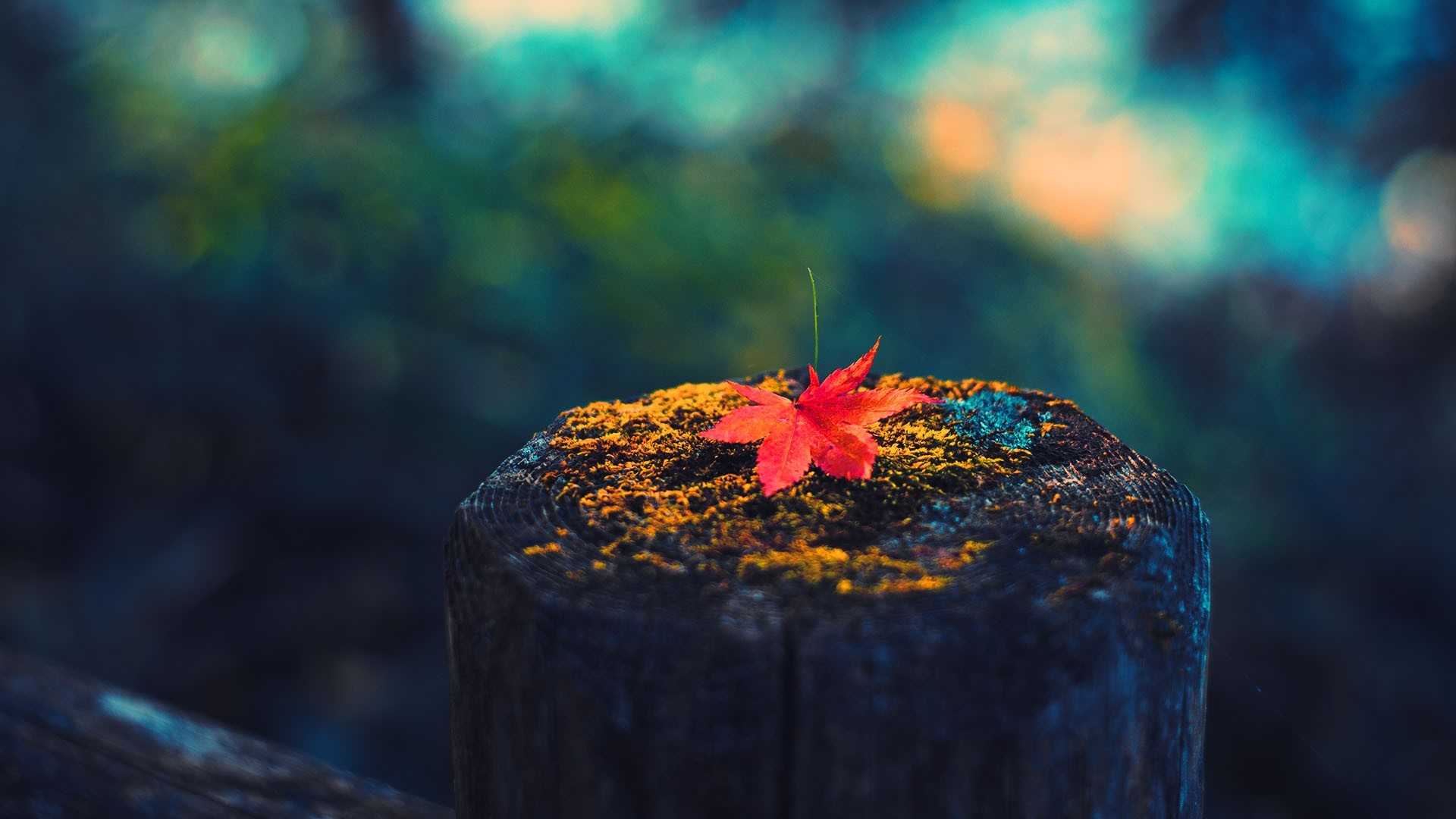 又一片枫叶掉下了