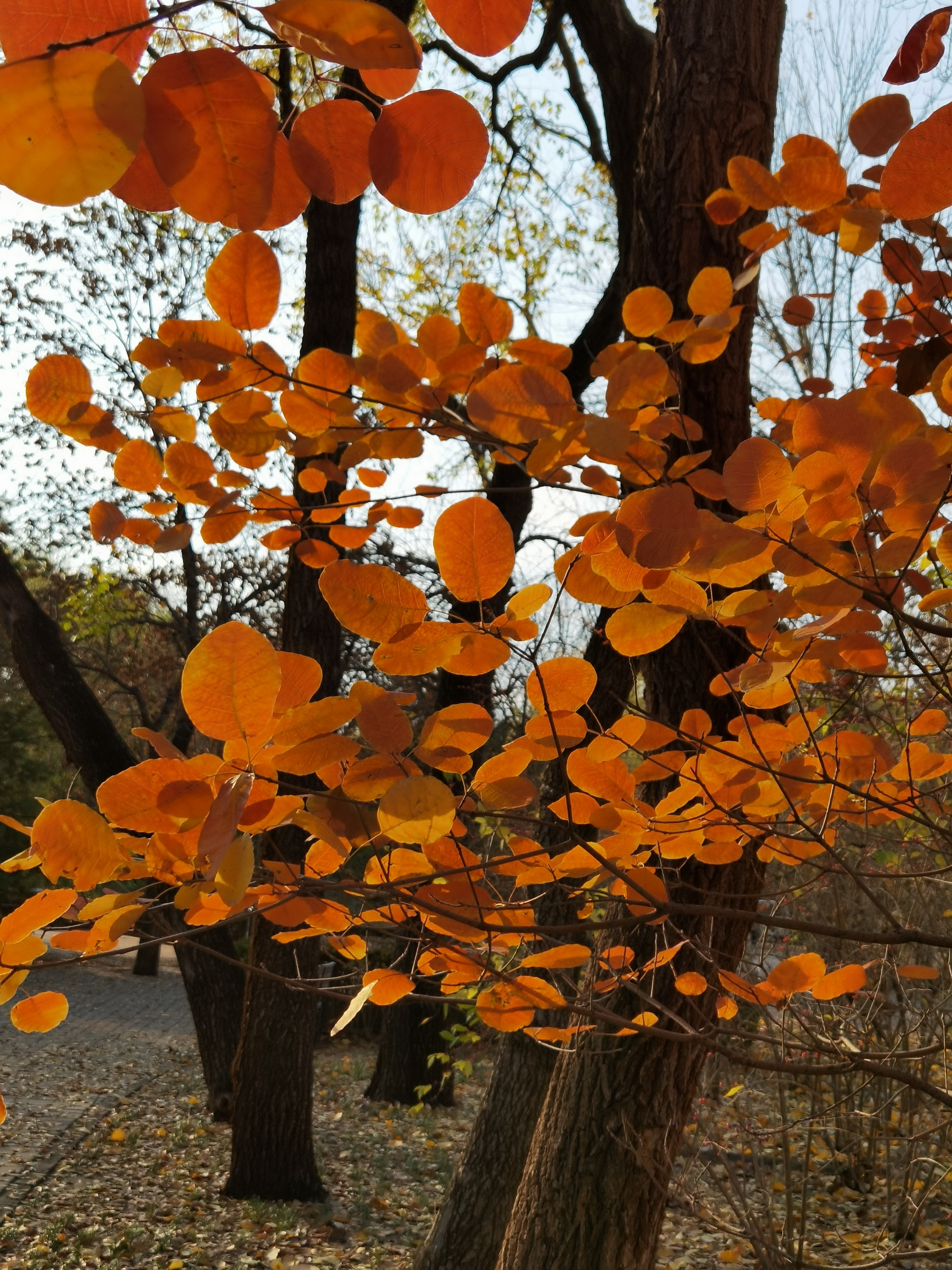 秋天的色彩首发