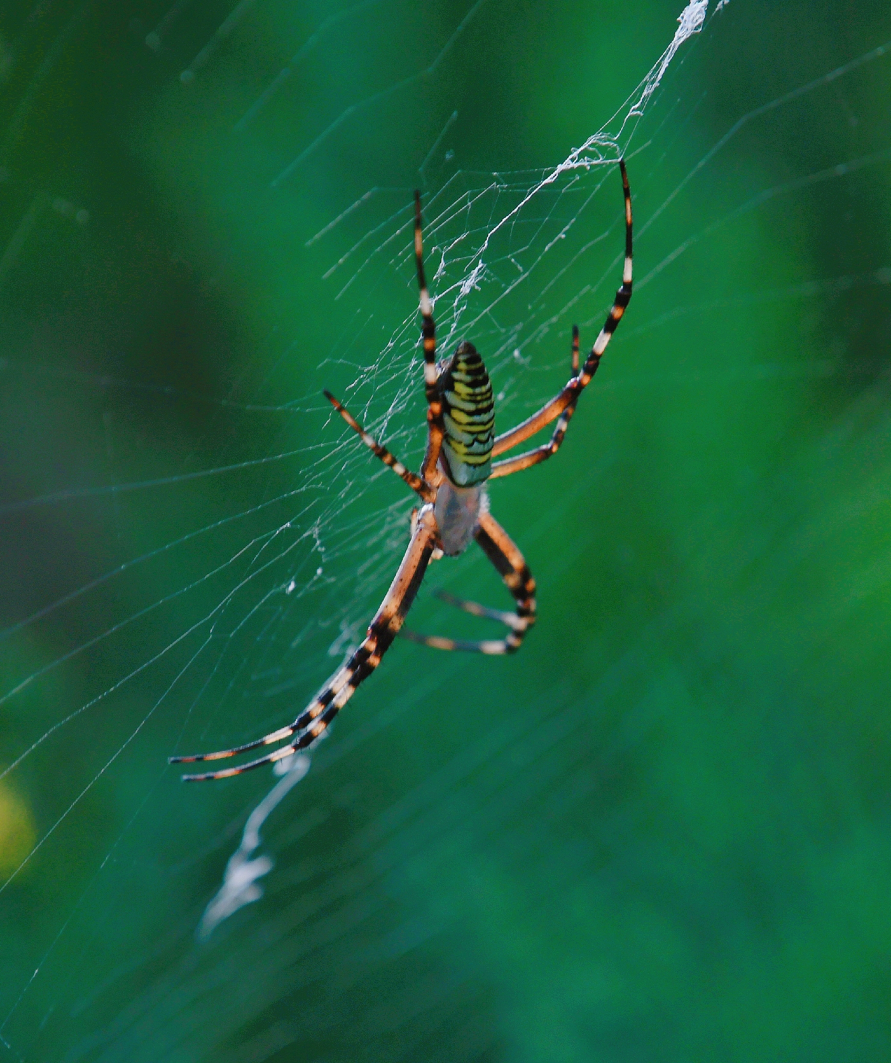 横纹金蛛首发原创