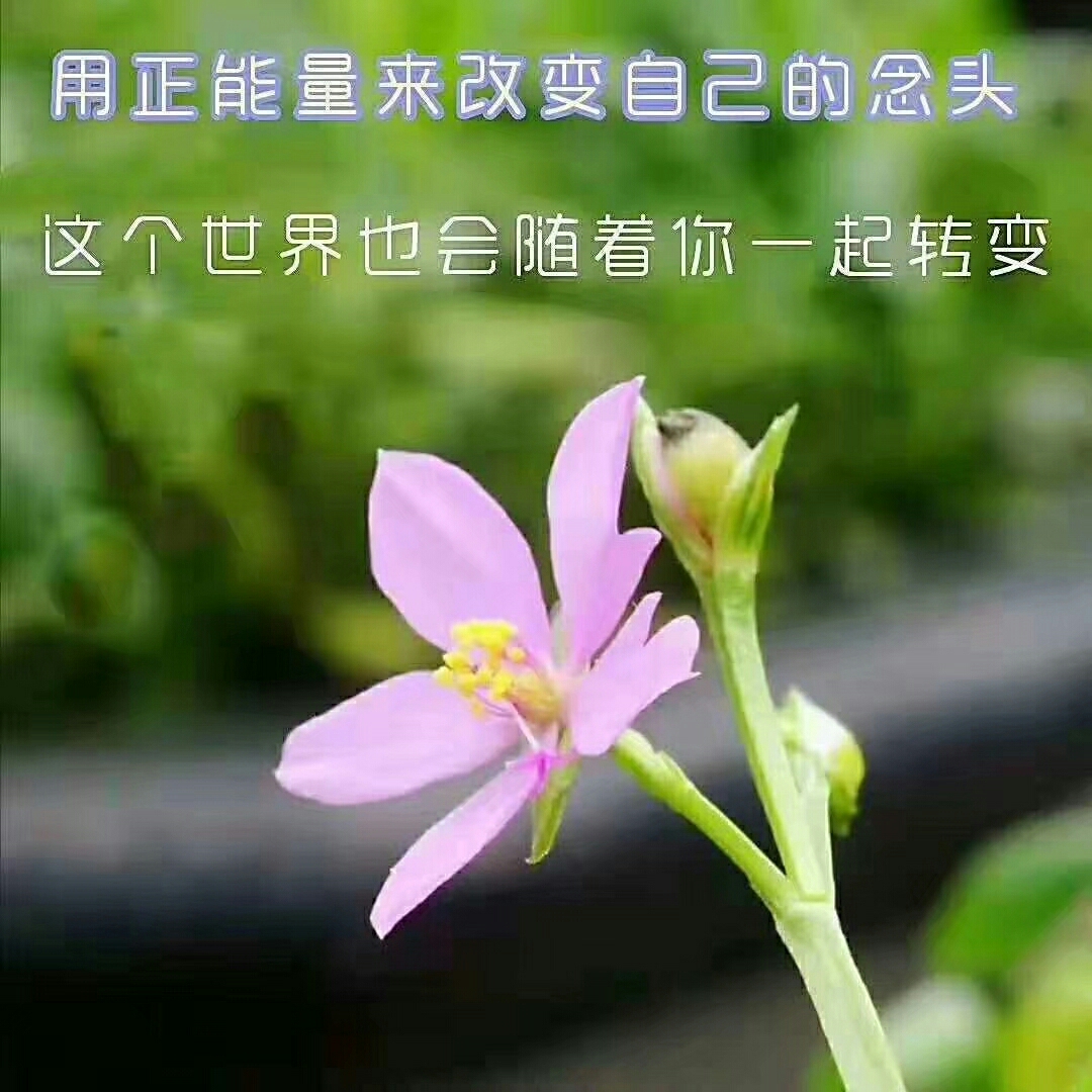 人生开悟精彩语录