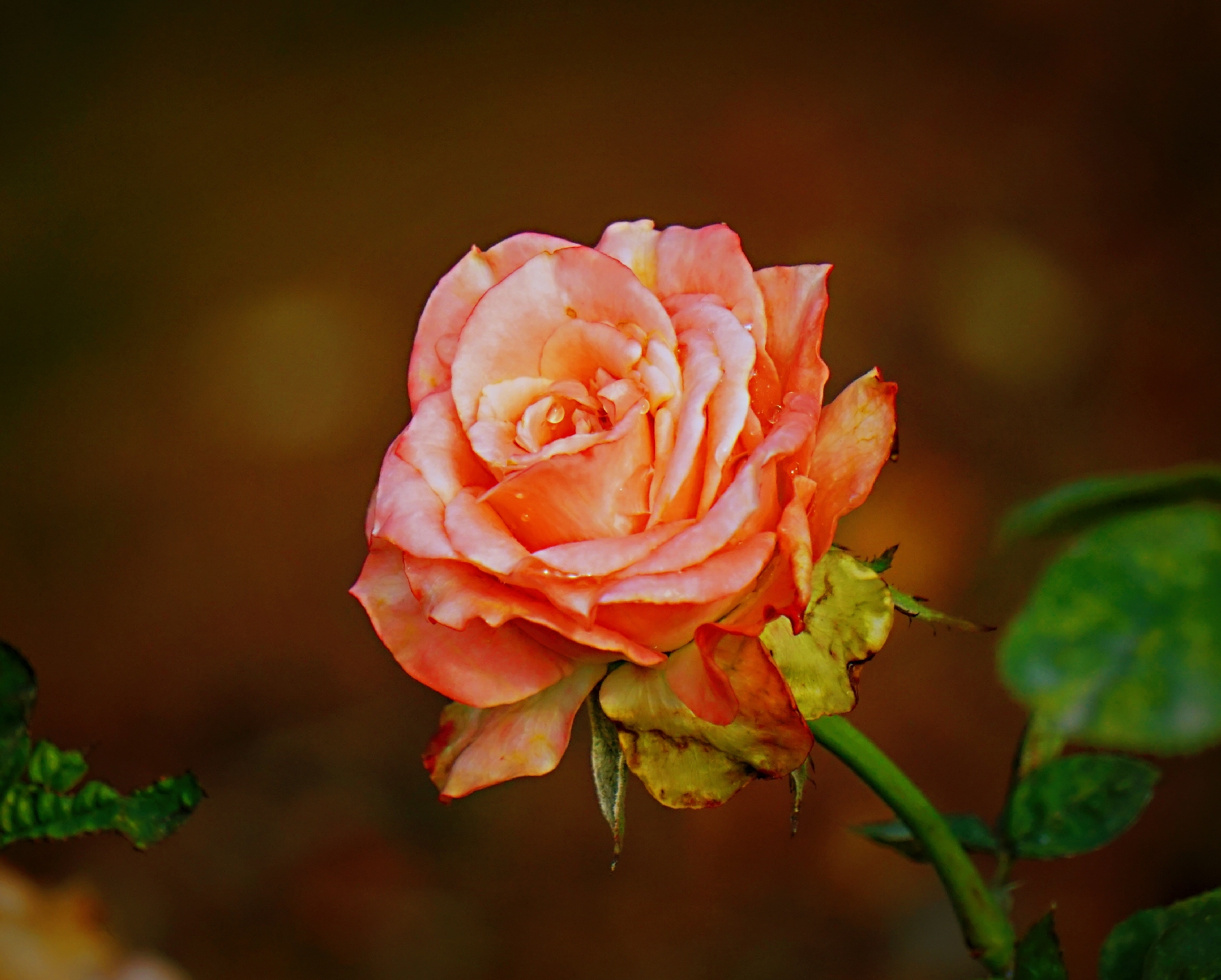 月季花月月红首发