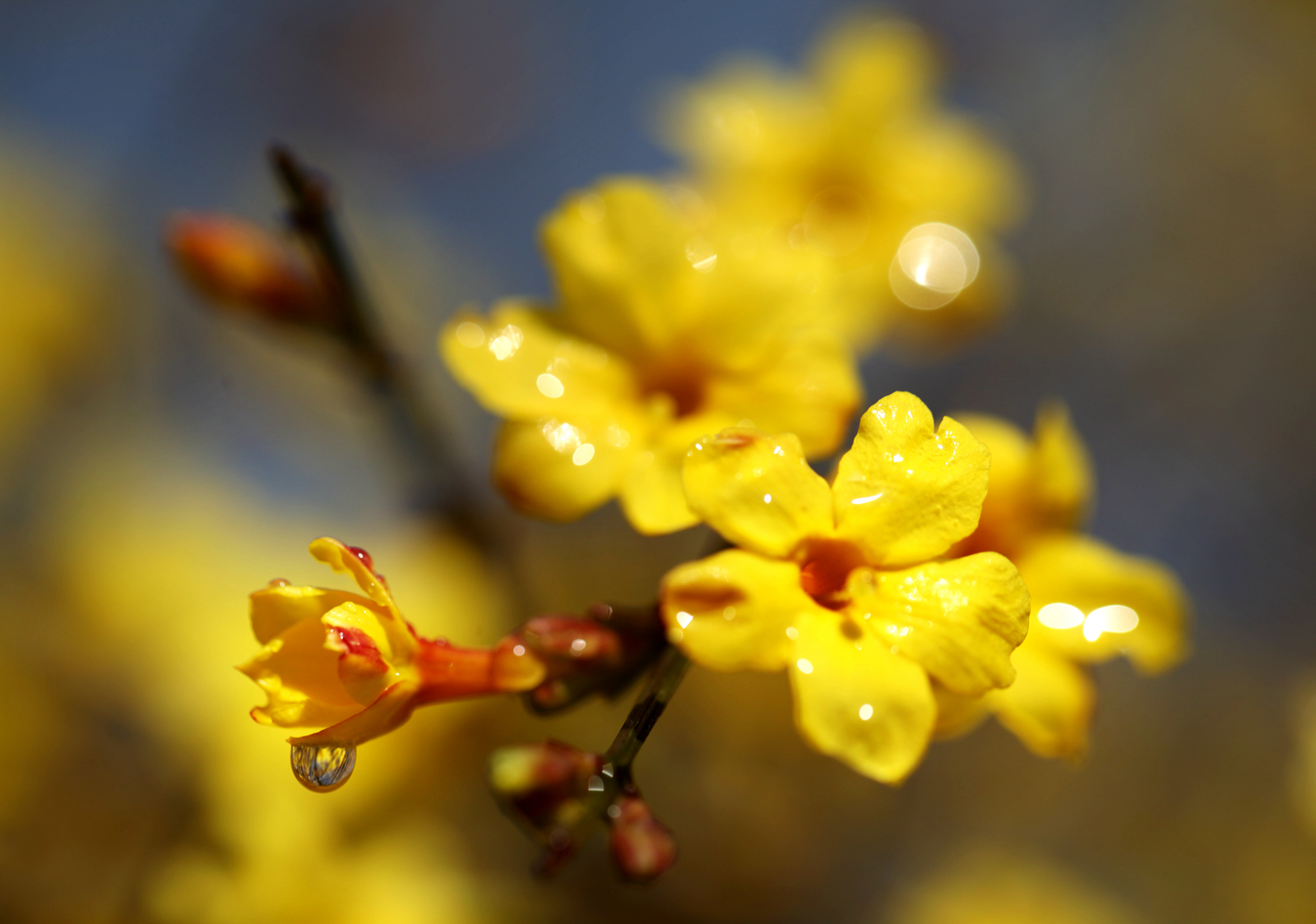 首发早春花卉之迎春花