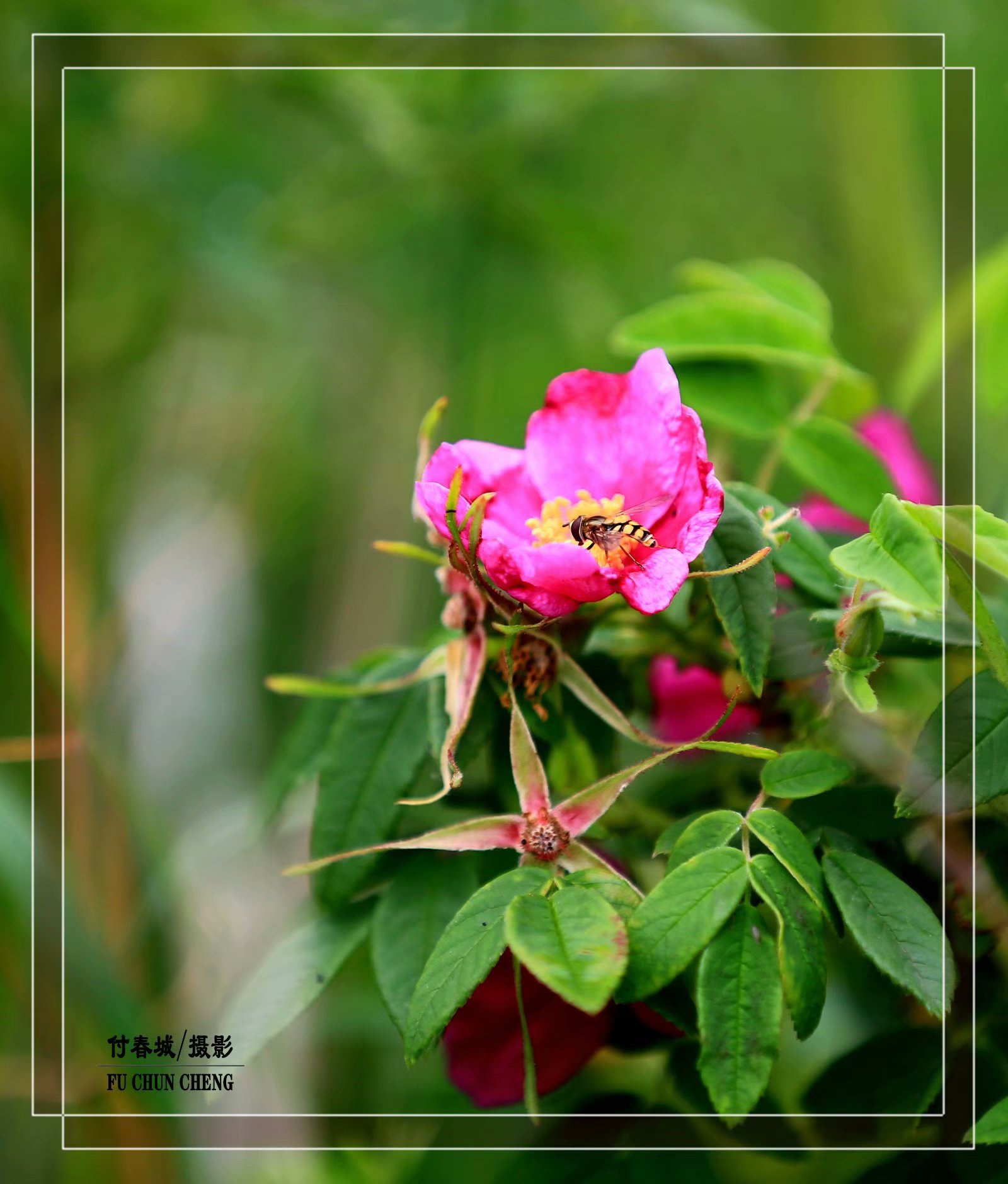 (原创首发)羞红了脸的山刺玫