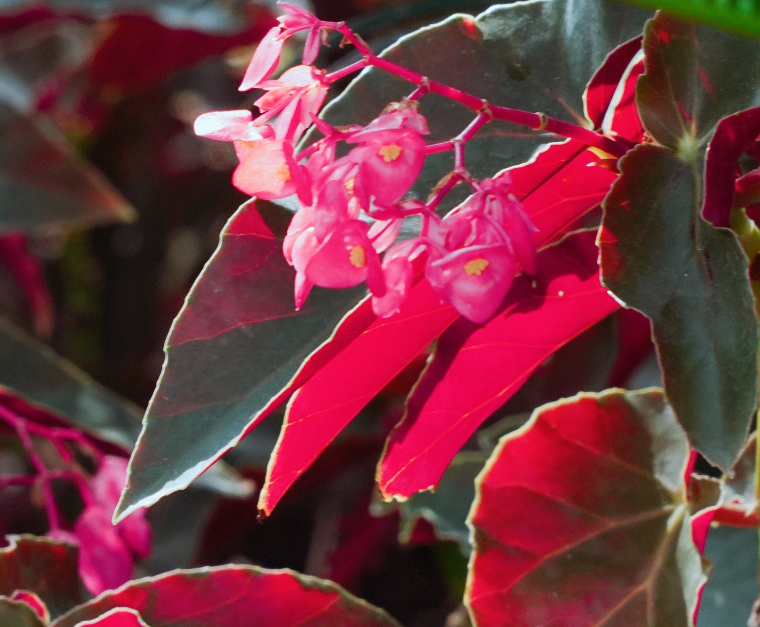 【原创首发】大红秋海棠
