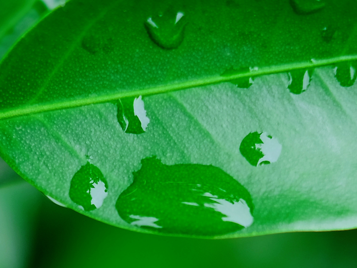 绿色生命的底色