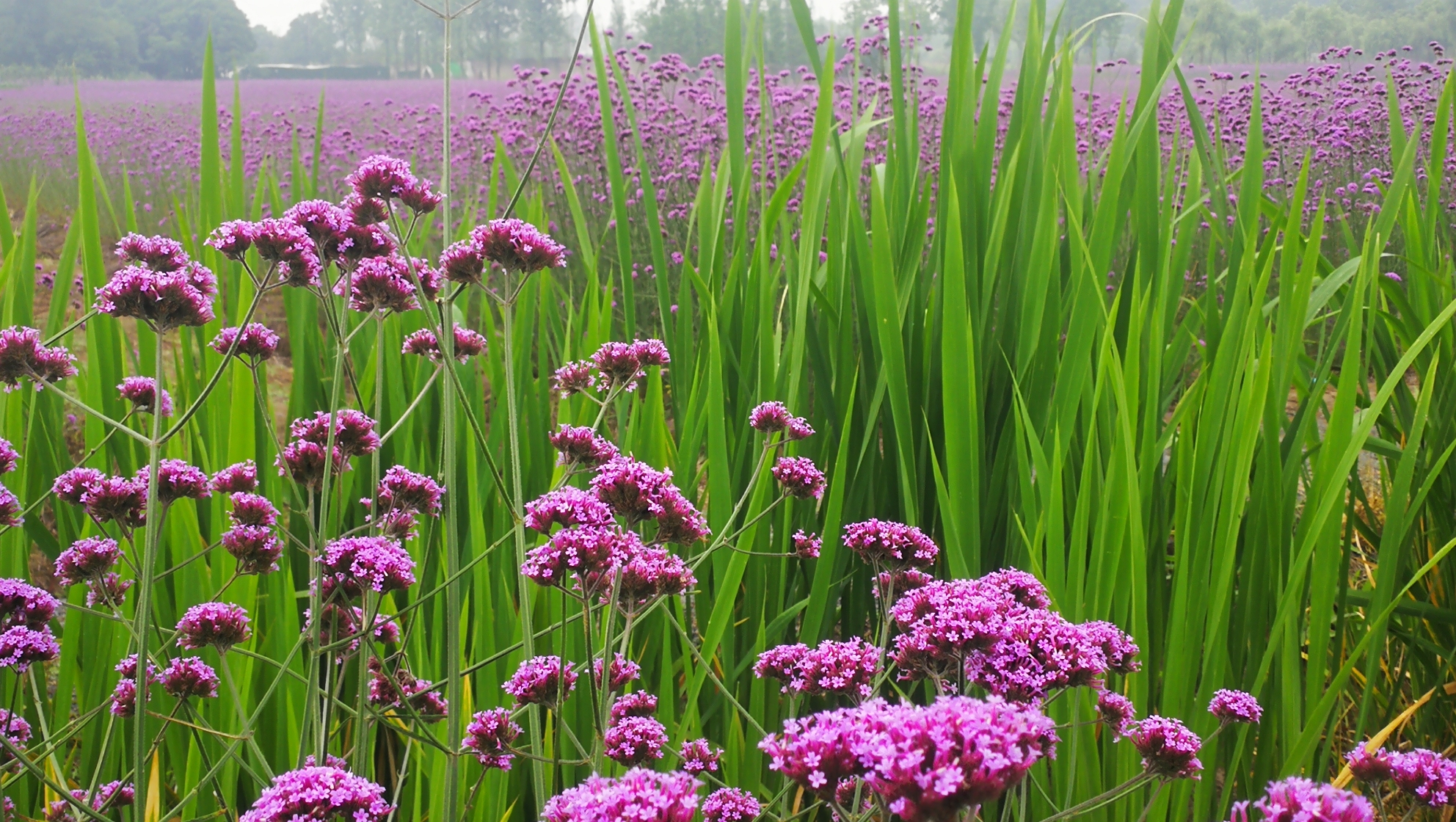 相辅相成,想艳还得绿色配.