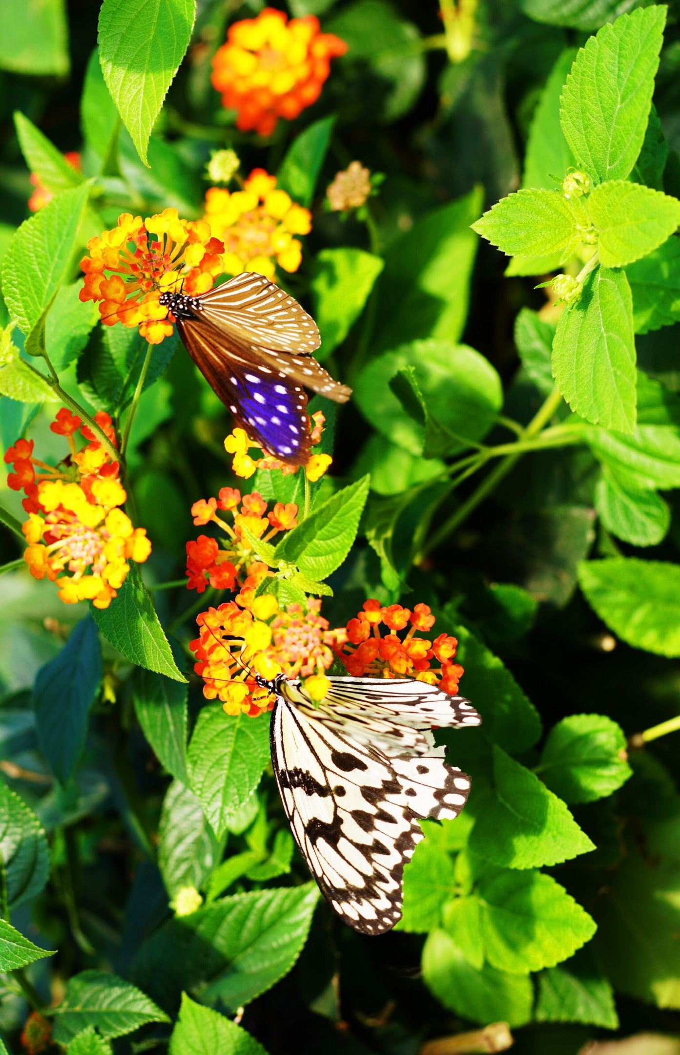 《蝶恋花 花戏蝶》