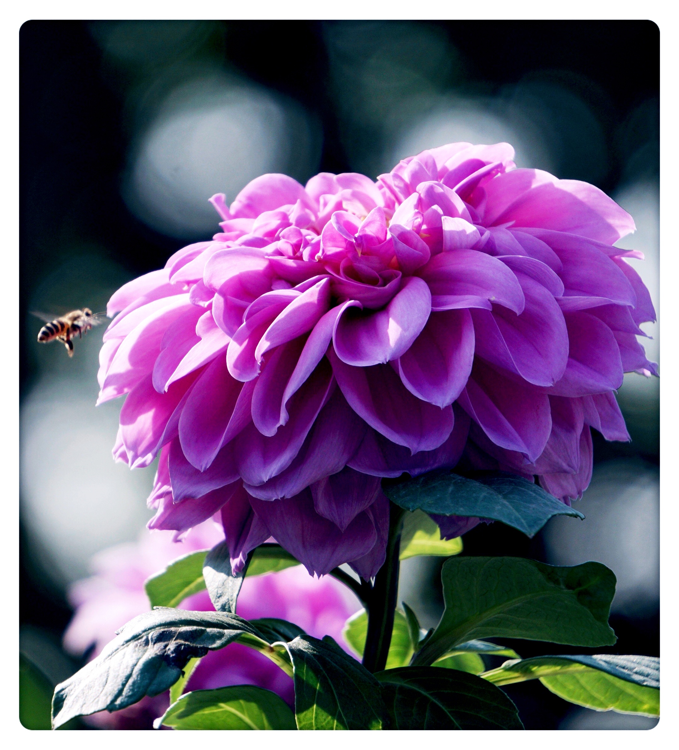 祝福生活美满幸福的大丽花首发