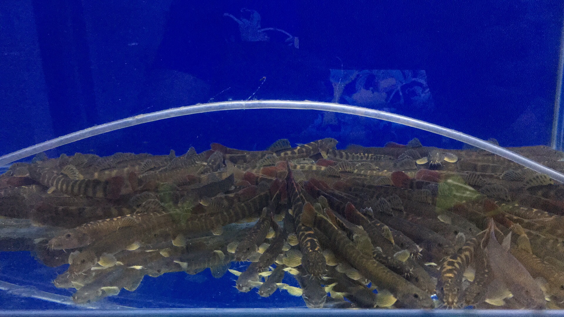 环洲河鲜野生鱼系列