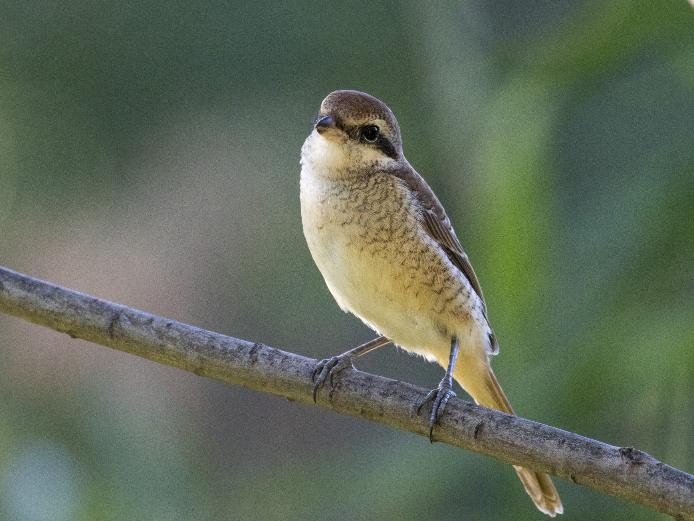 荒漠伯劳vv首发