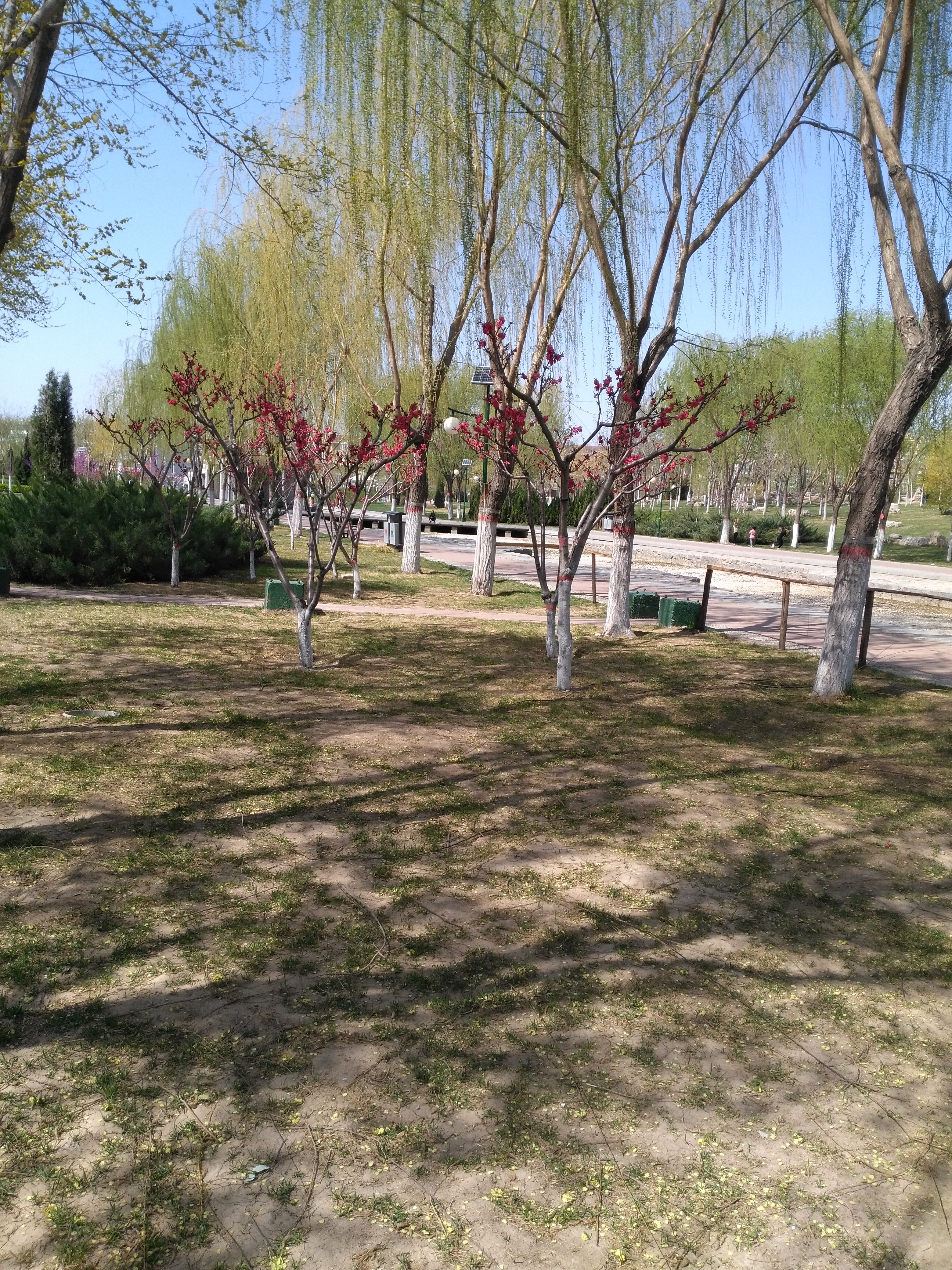 元曲公园里,种植了很多垂柳,春天里,垂柳变绿了,柳条也软软的垂