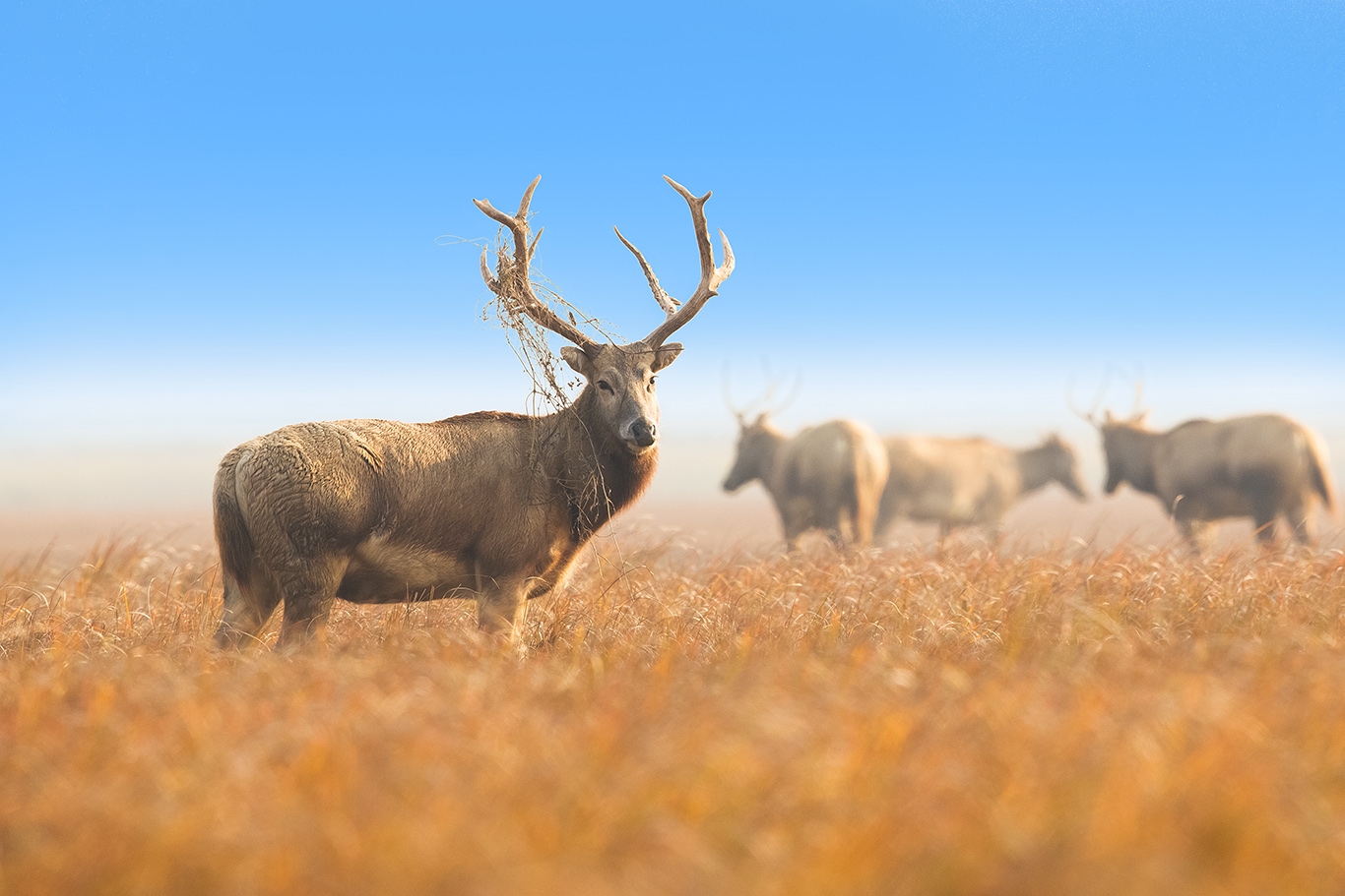 麋鹿:世界珍稀动物,中国国家一级重点保护野生动物.