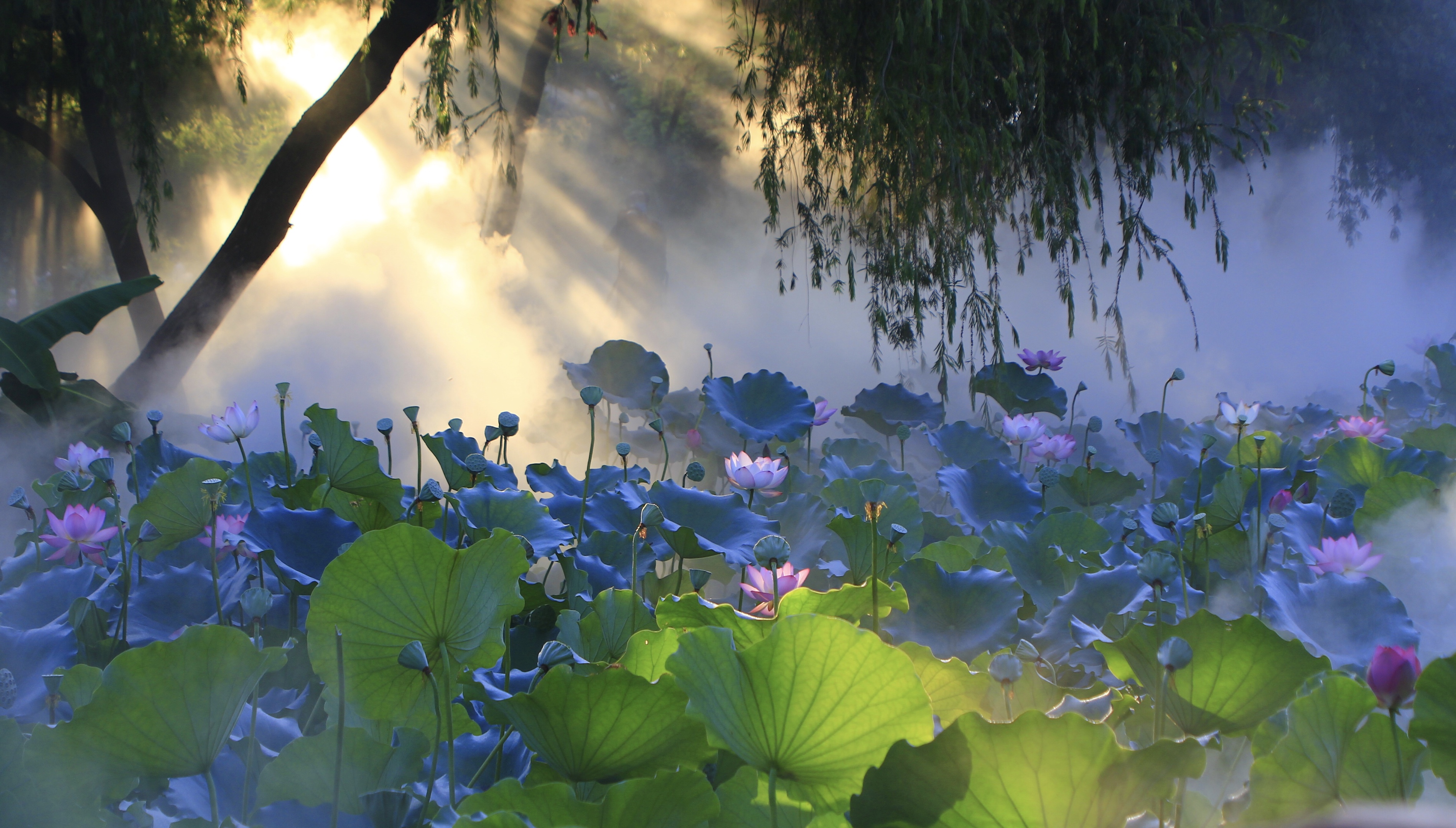 荷花池的晨曦vv首发