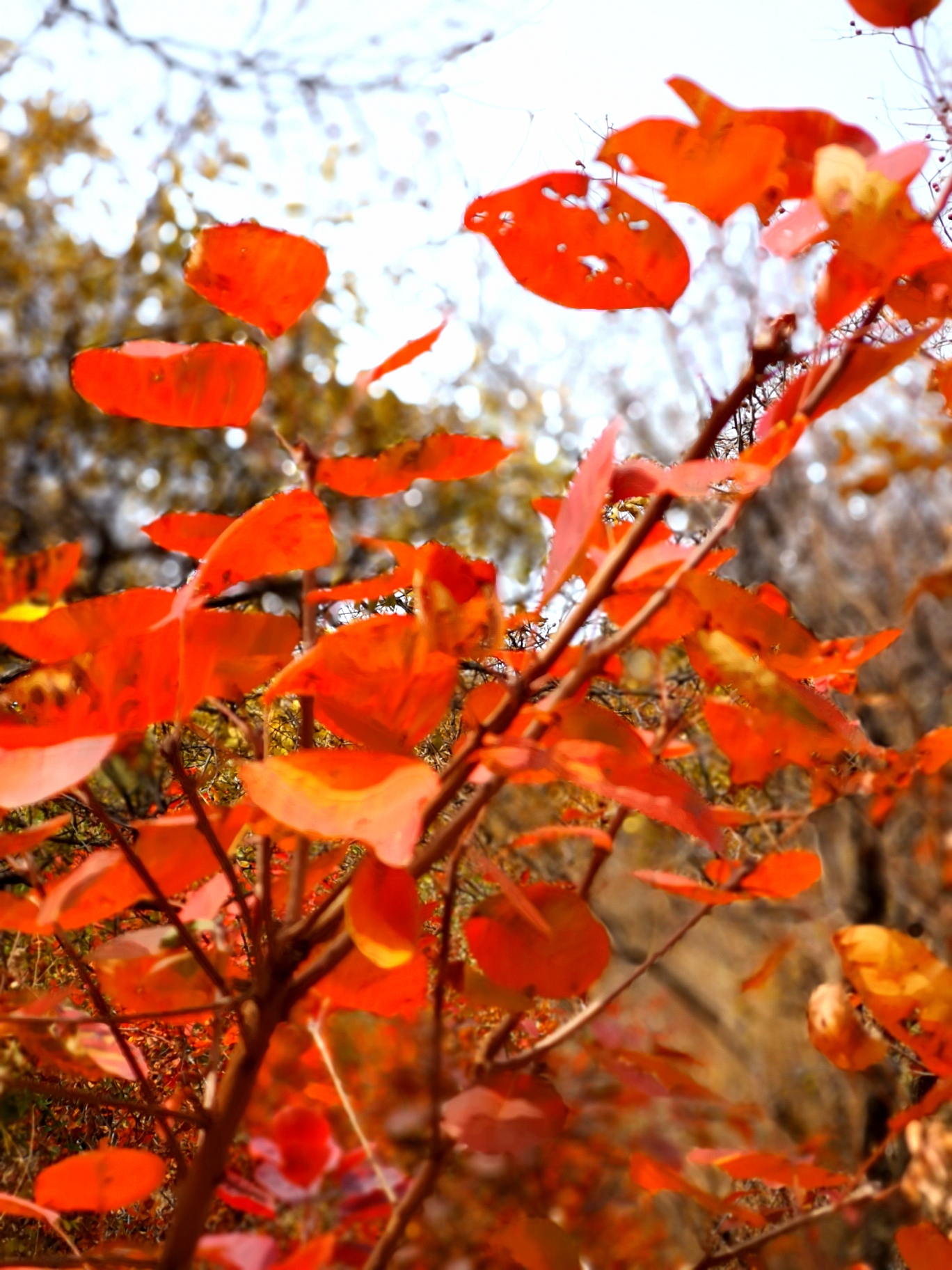 北京香山紅葉