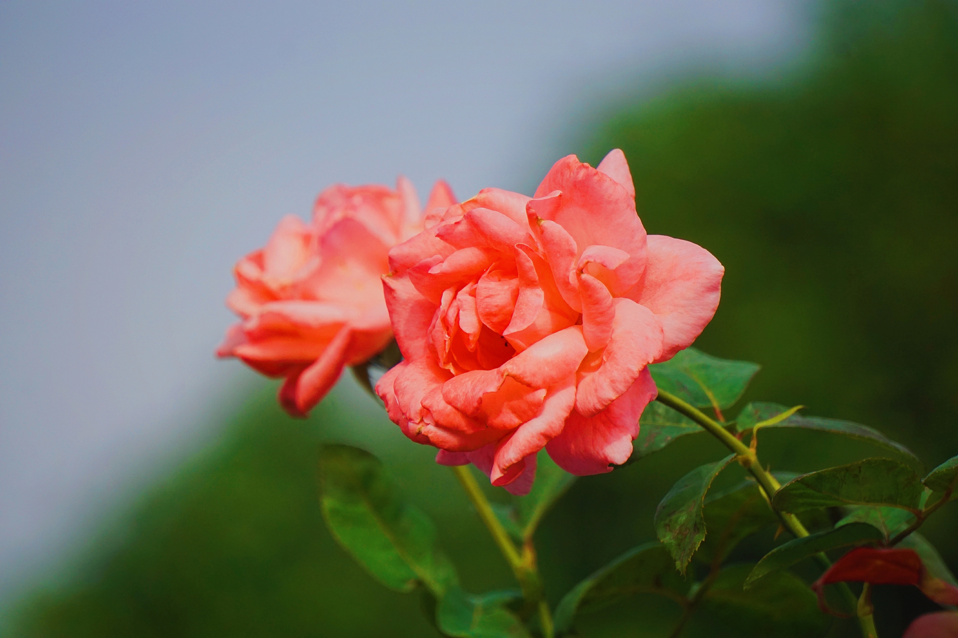 月季花月月红首发