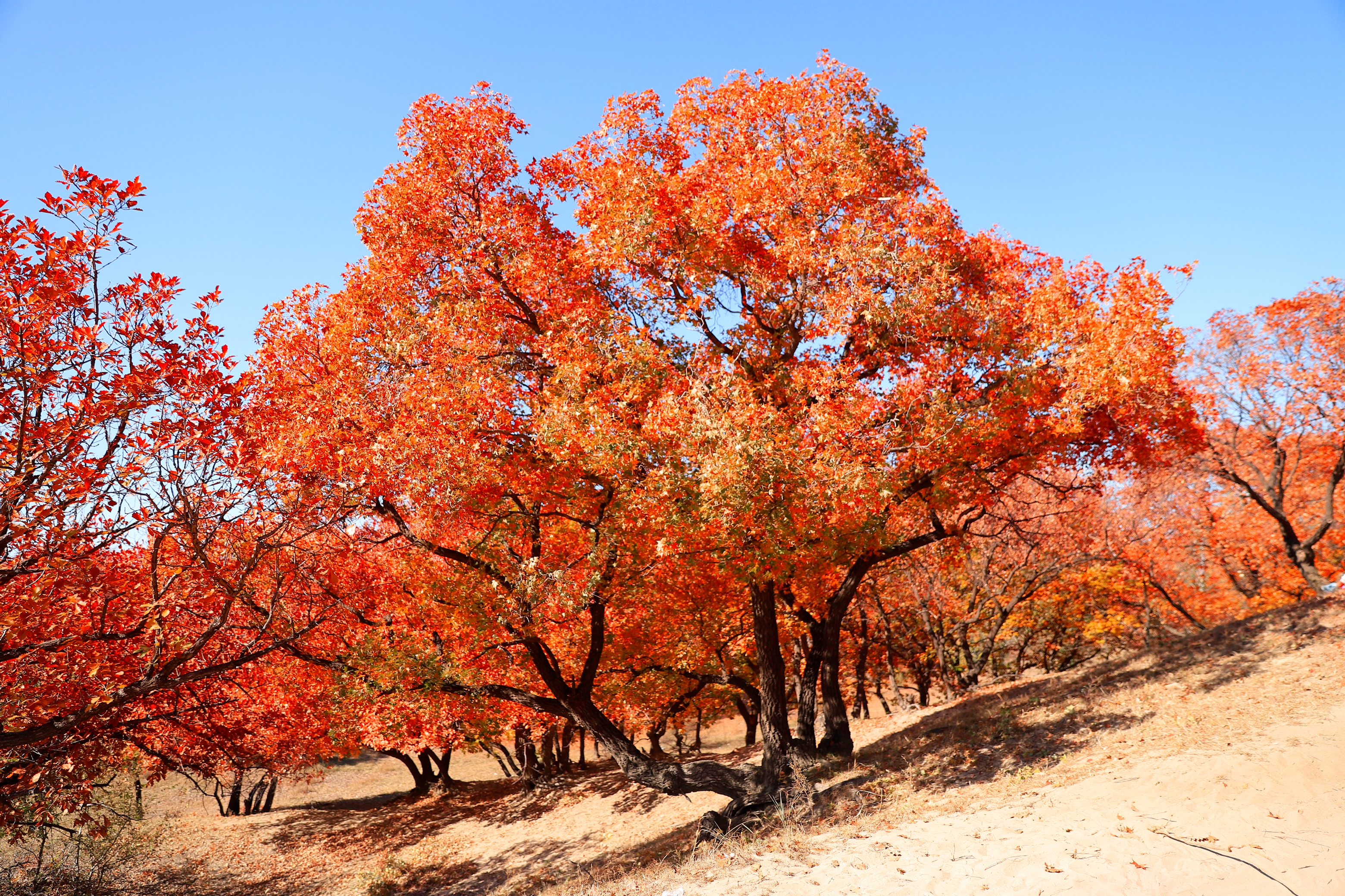乌旦塔拉五角枫森林公园,位于内蒙古通辽市东南部科尔沁沙漠腹地,总