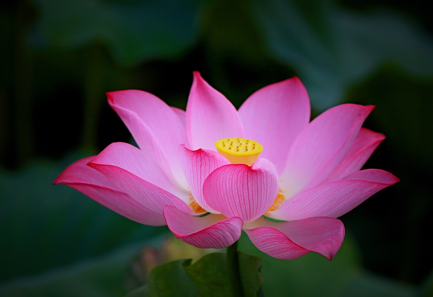 荷叶五寸荷花娇,贴波不碍画船摇. 山池八月污泥竭,犹有残荷几瓣红.