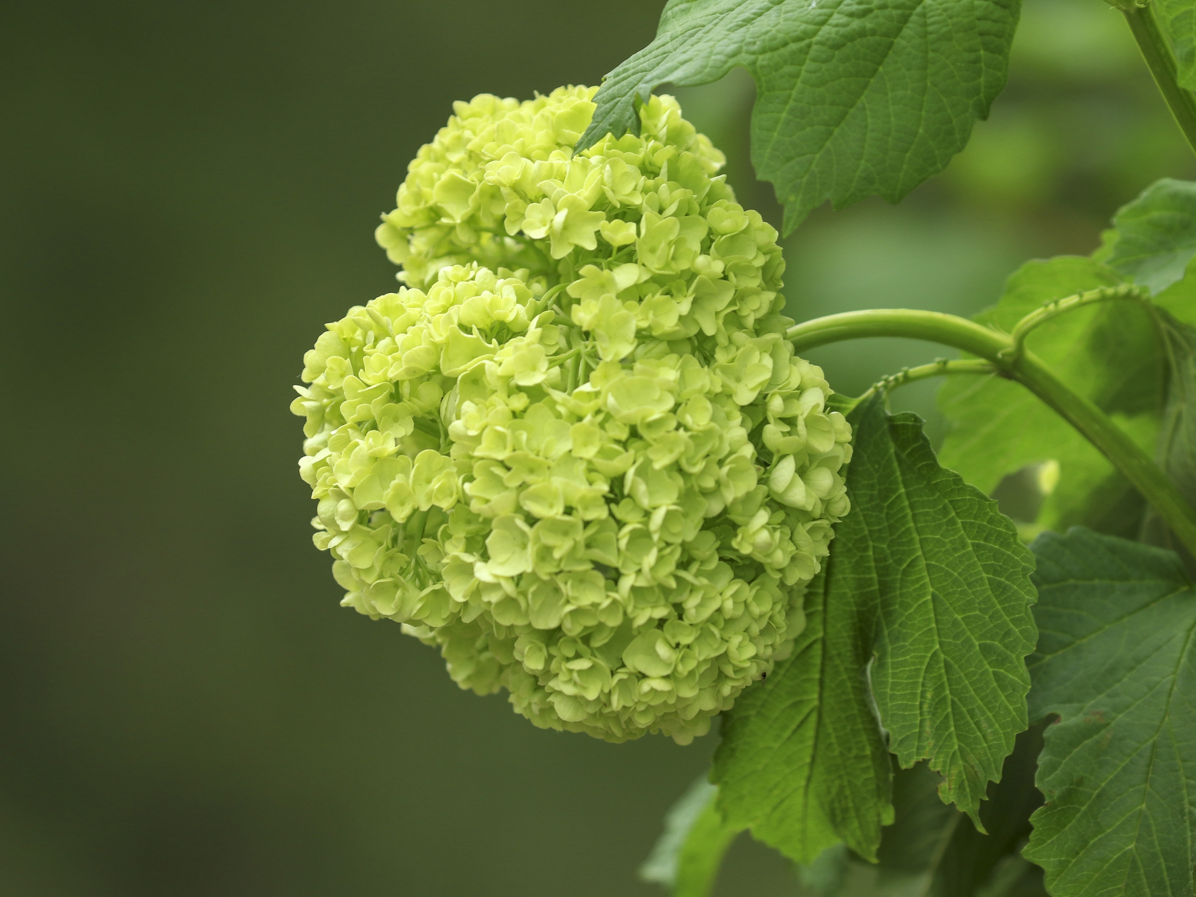 粉团荚蒾vv首发