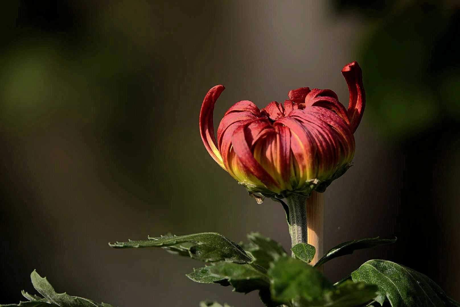 《约个好天气一起拍菊花》市老年大学18数码摄影一班