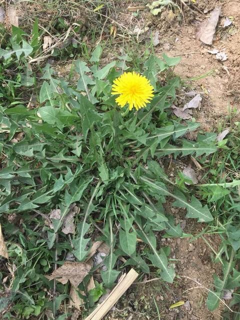 虽然生就一条苦根