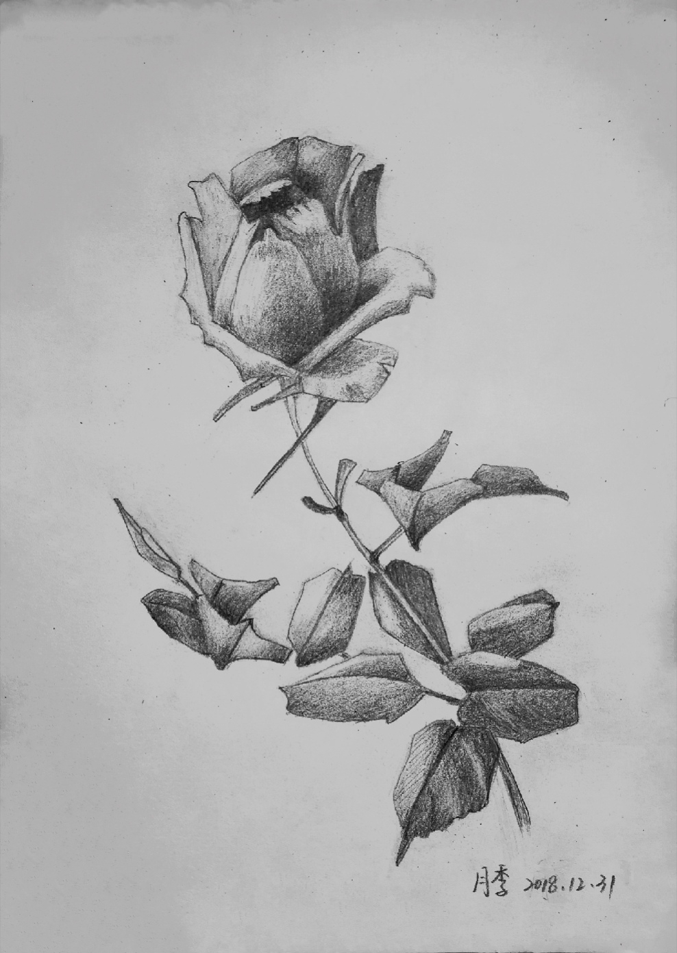 写实素描 花朵图片