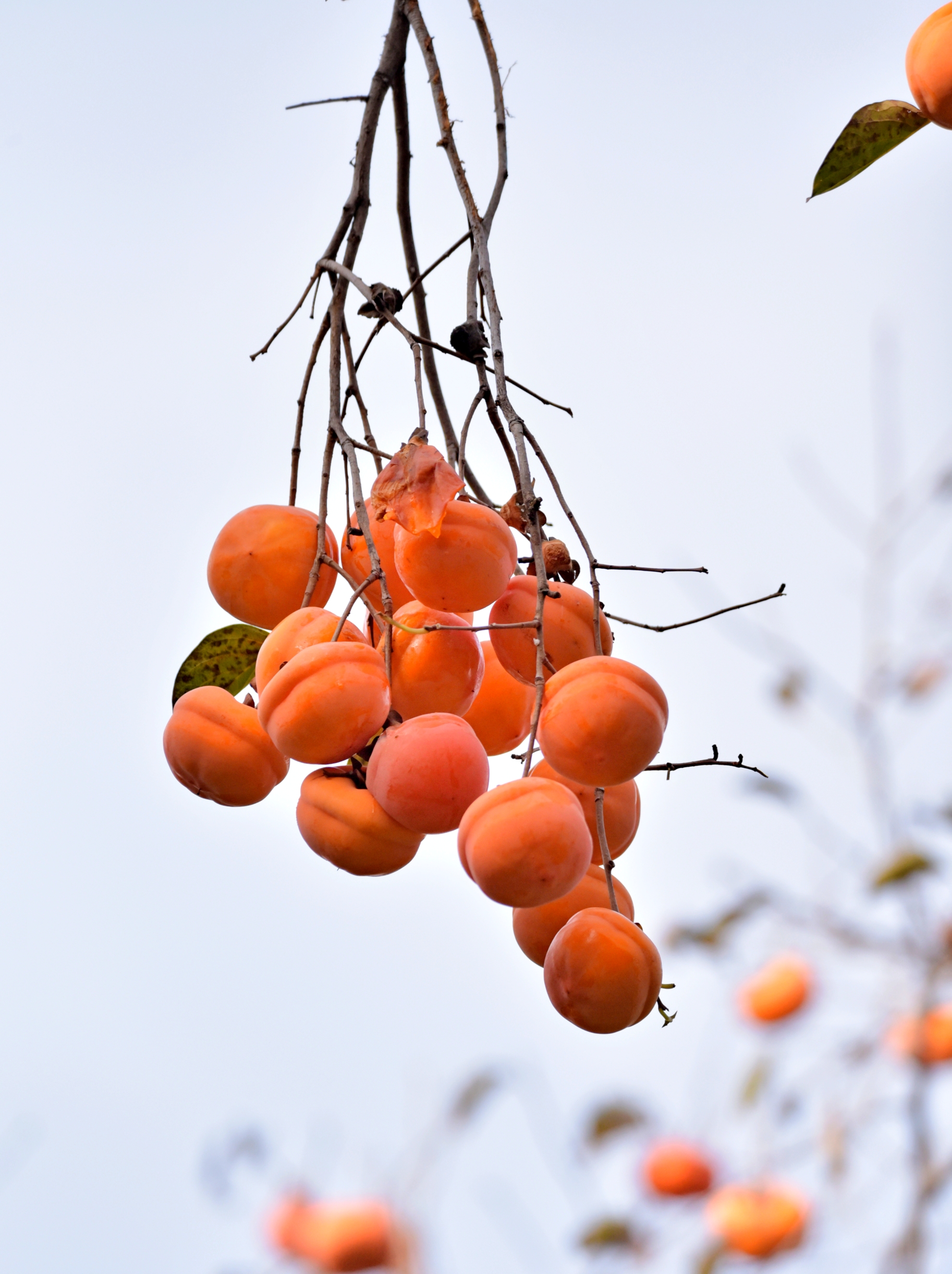 喜鹊登枝柿柿如意首发