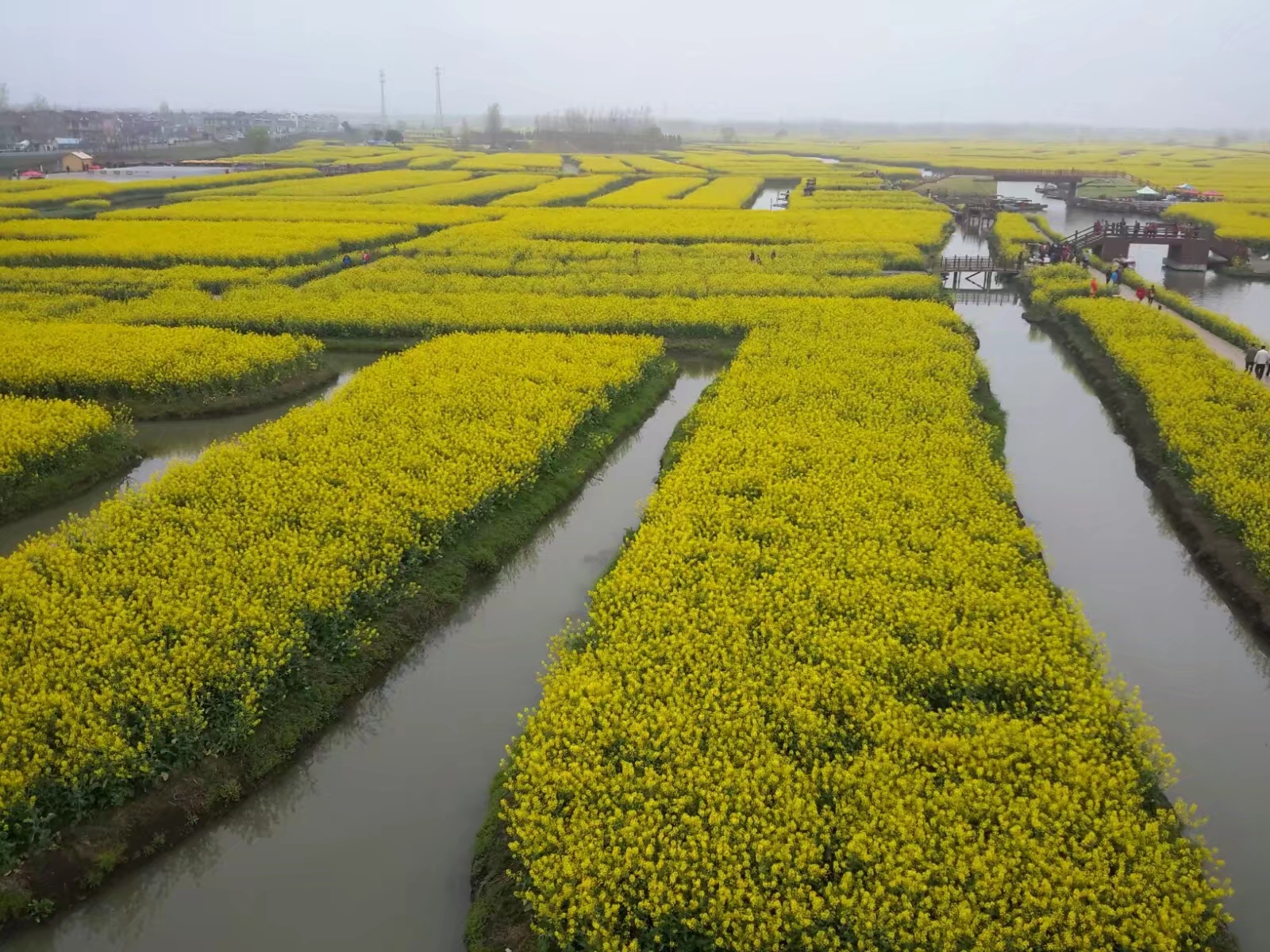 興化垛田油菜花