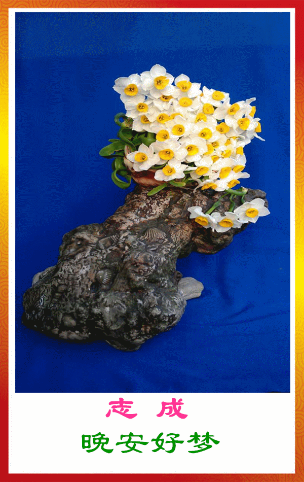 600_950竖版 竖屏gif 动态图 动图