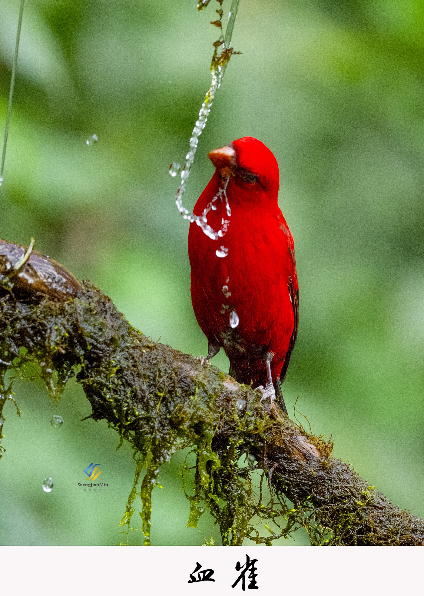 云南省保山地区百花岭:明星鸟种:血雀