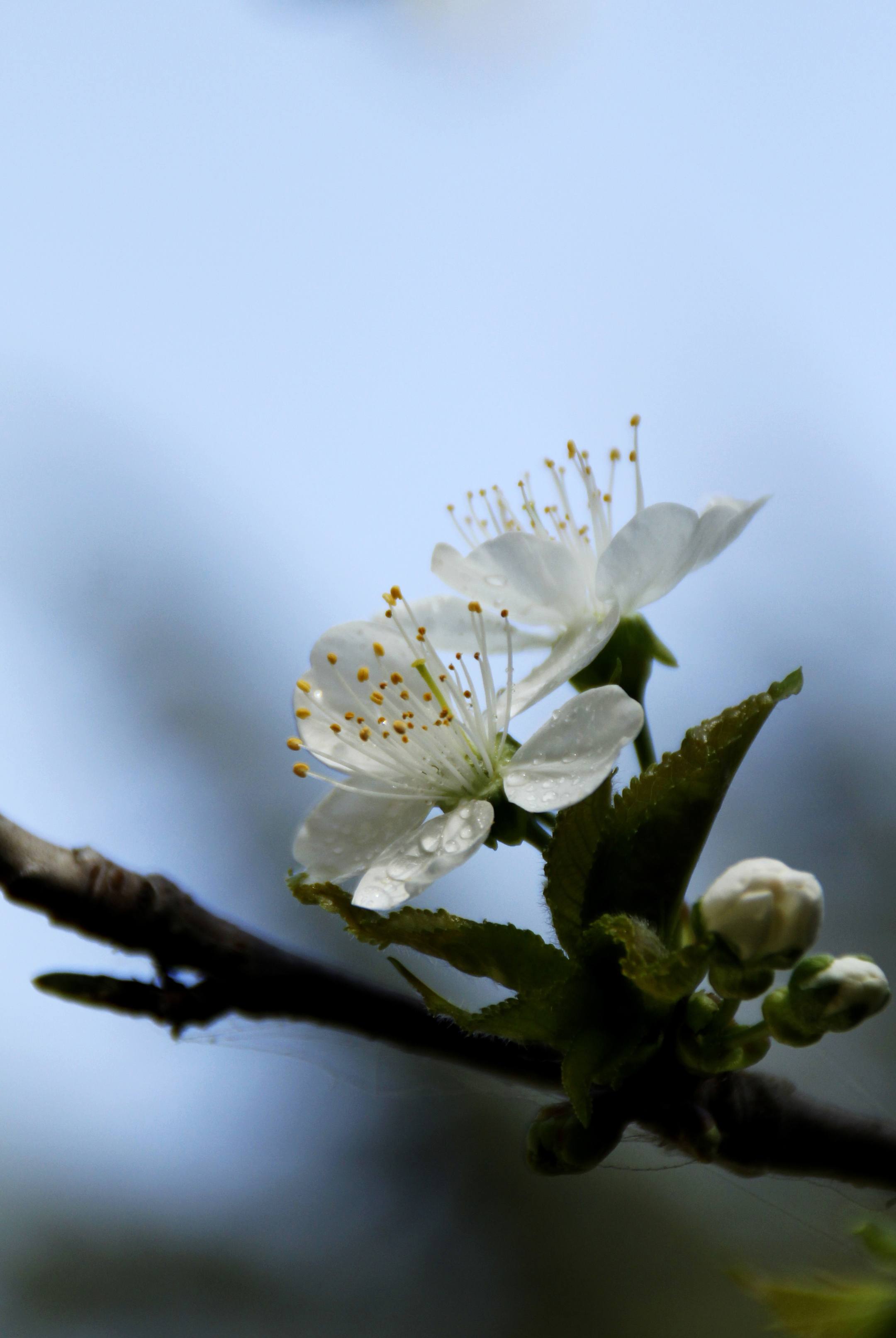 首发李花怒放一树白