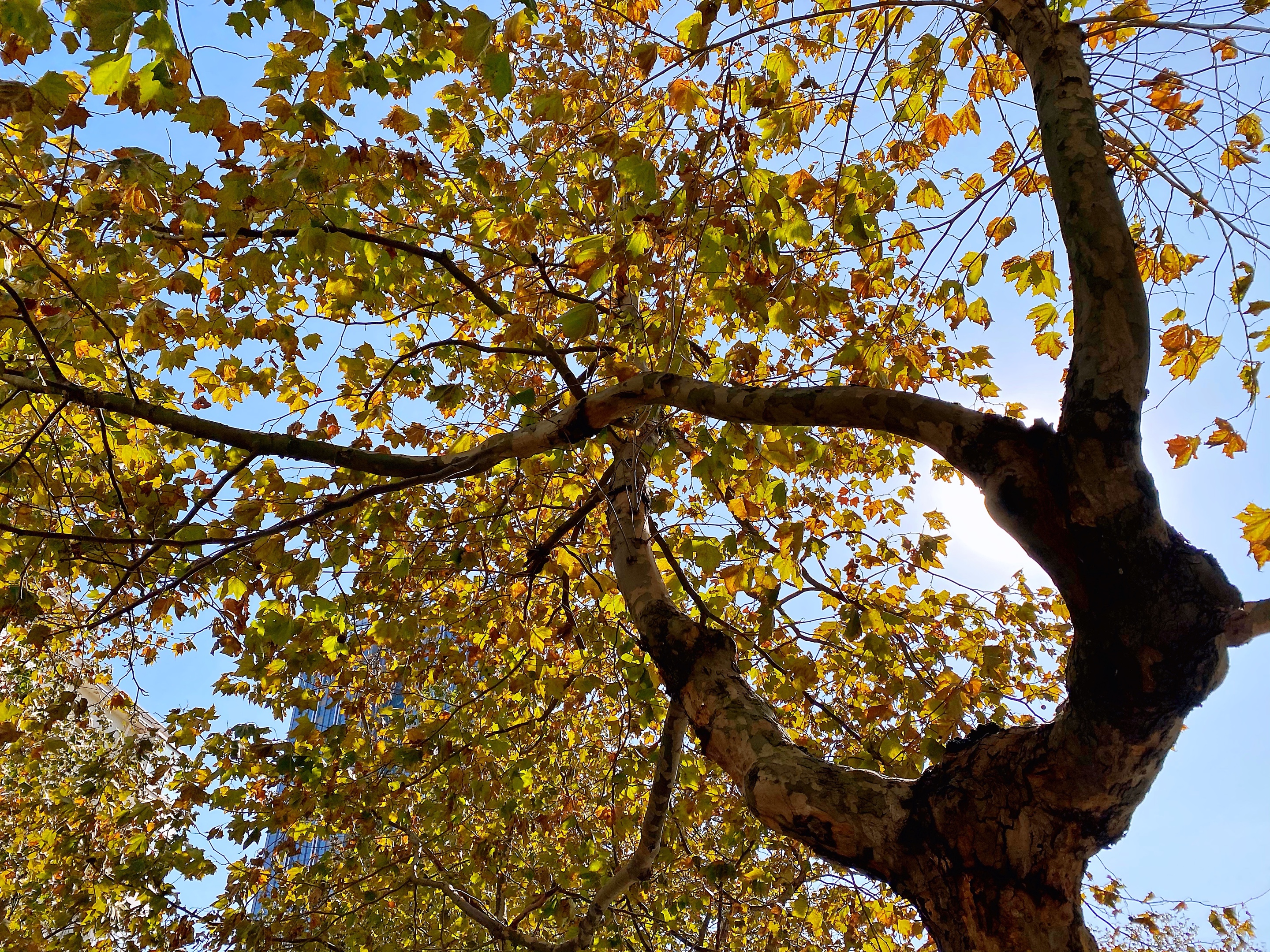深秋的梧桐树首发