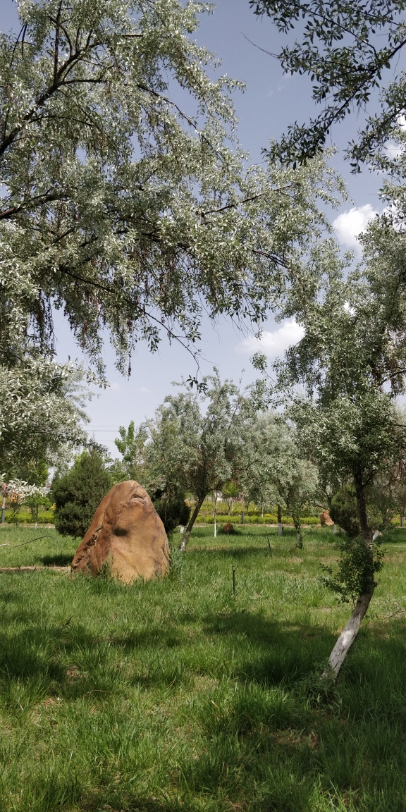 沙枣树林,清凉宜人.
