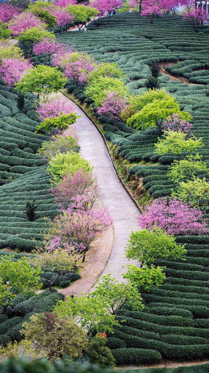 百花齐放春满园一一幸福是什么