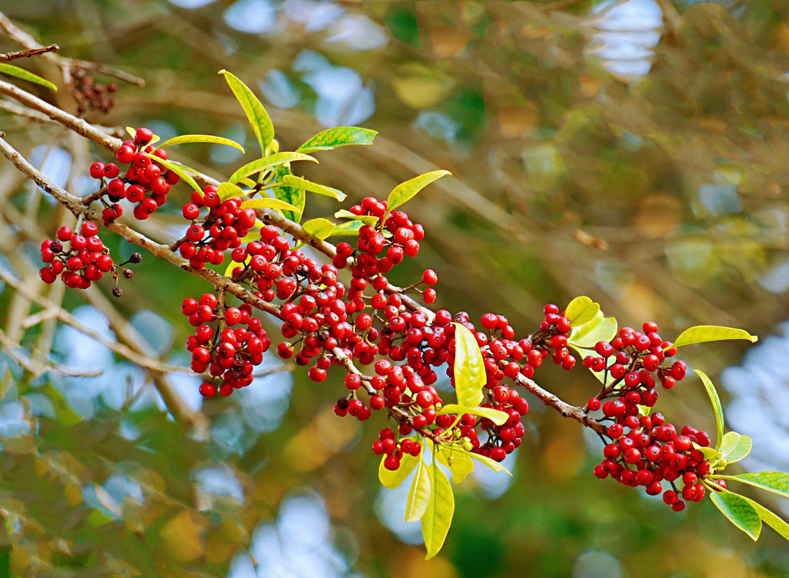 灿灿如火铁冬青首发