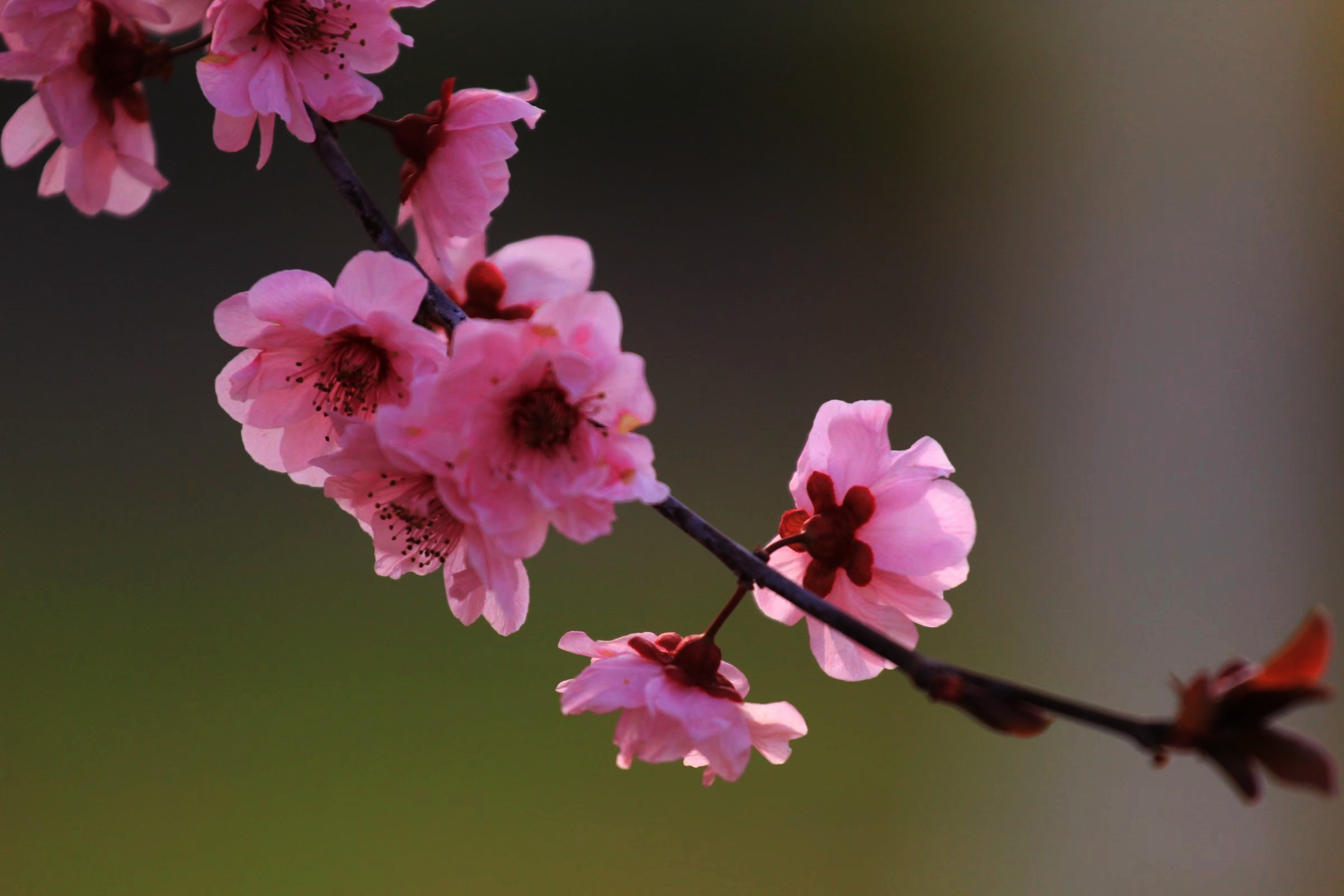 風吹花落奈何情深【首發】