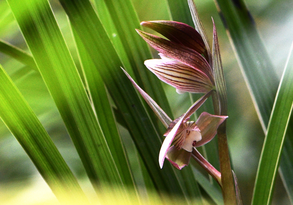 宅家拍摄微距练习一兰花花