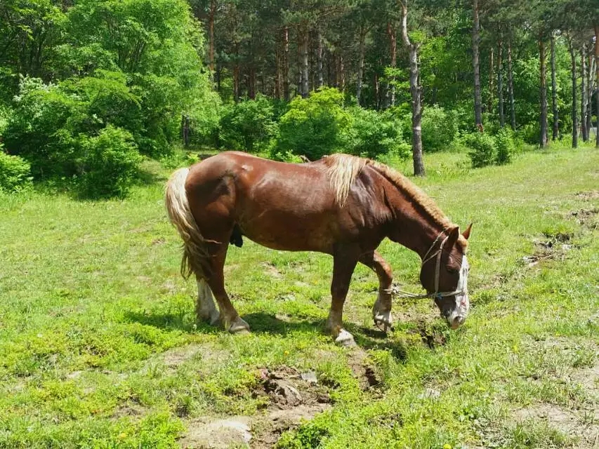 《一匹马的灵魂》作者:朱成玉
