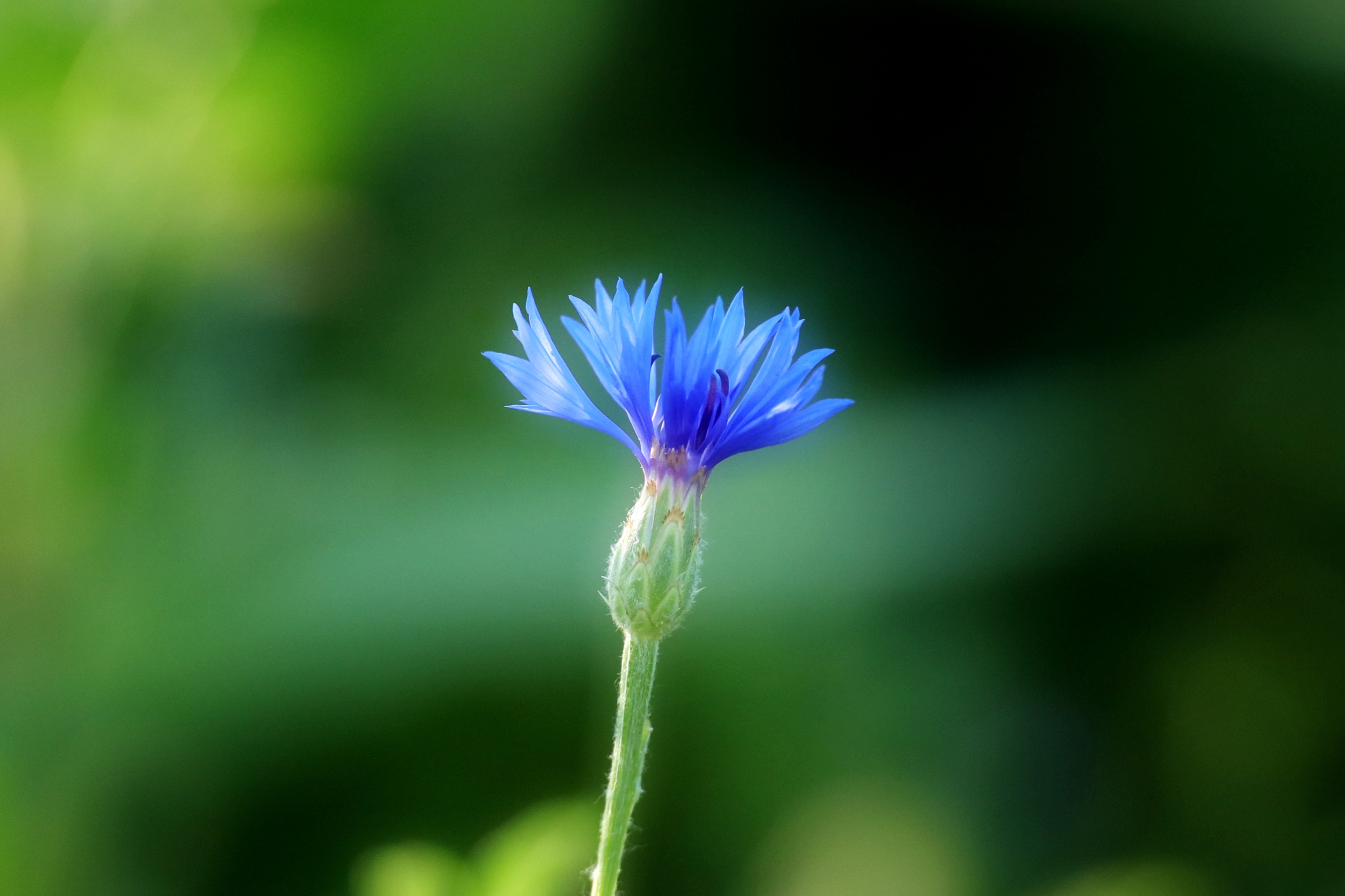 蓝花矢车菊