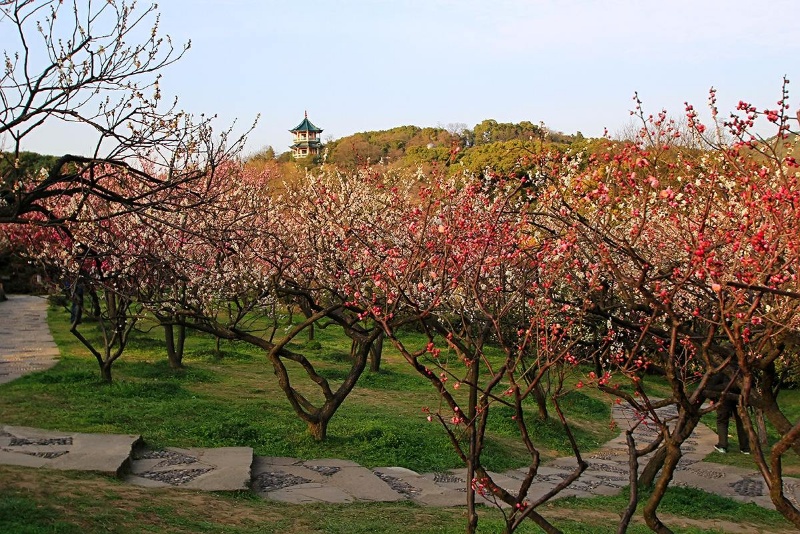 春天从梅园开始, 梅园位于东山边, 距离无锡七华里, 百姓游览很方便.