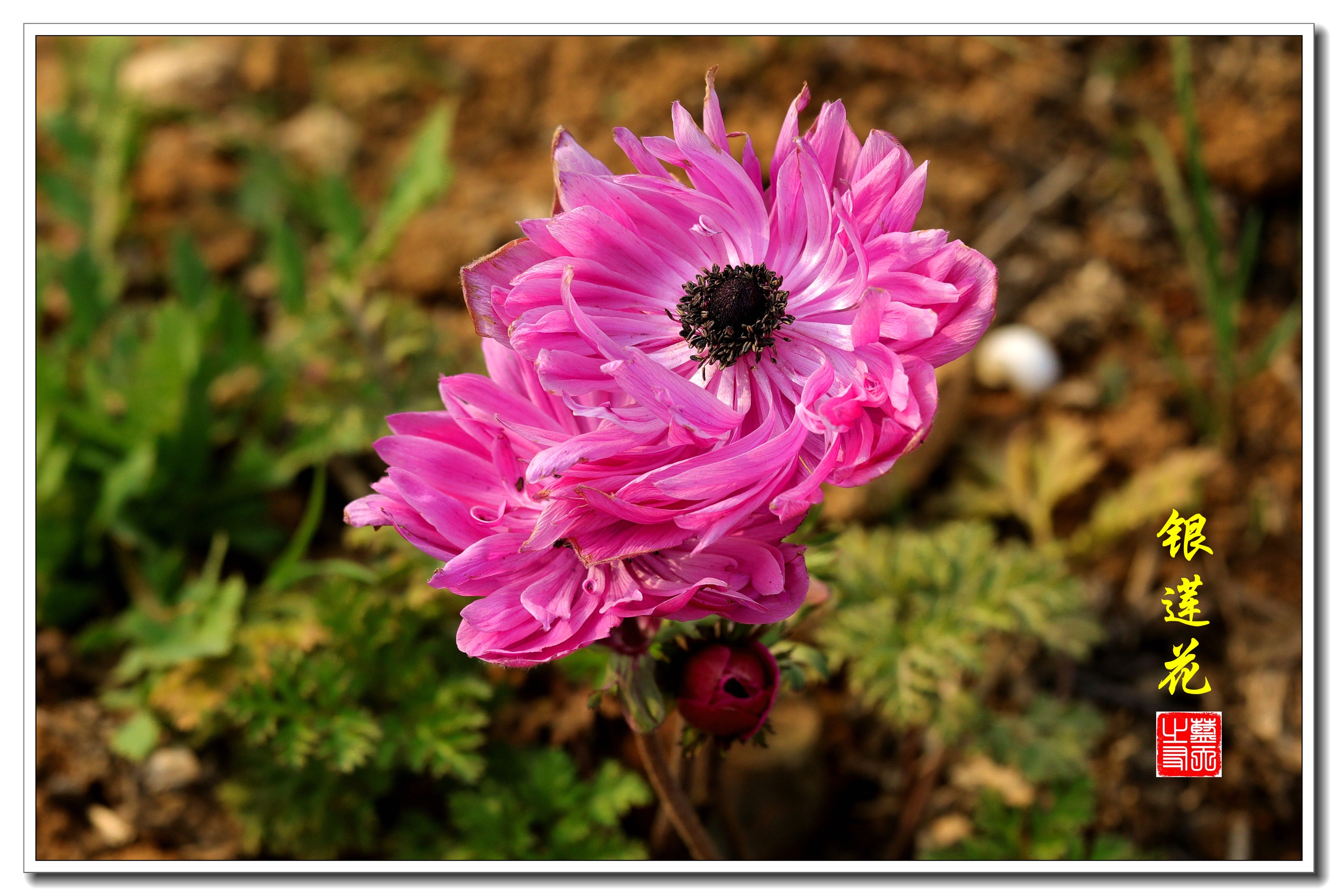 【首发】银莲花